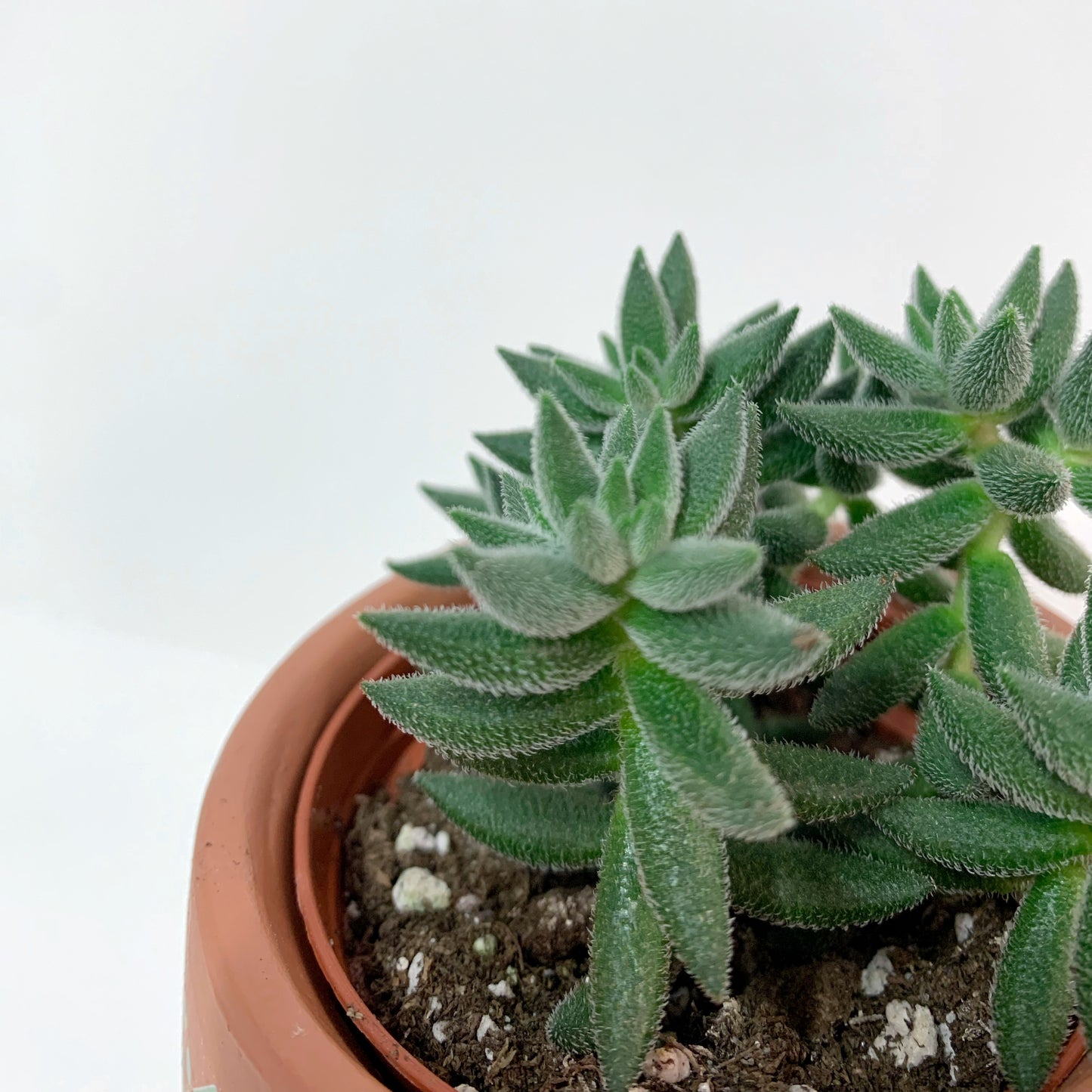 Crassula Mesembryanthemoides | 2,5’’