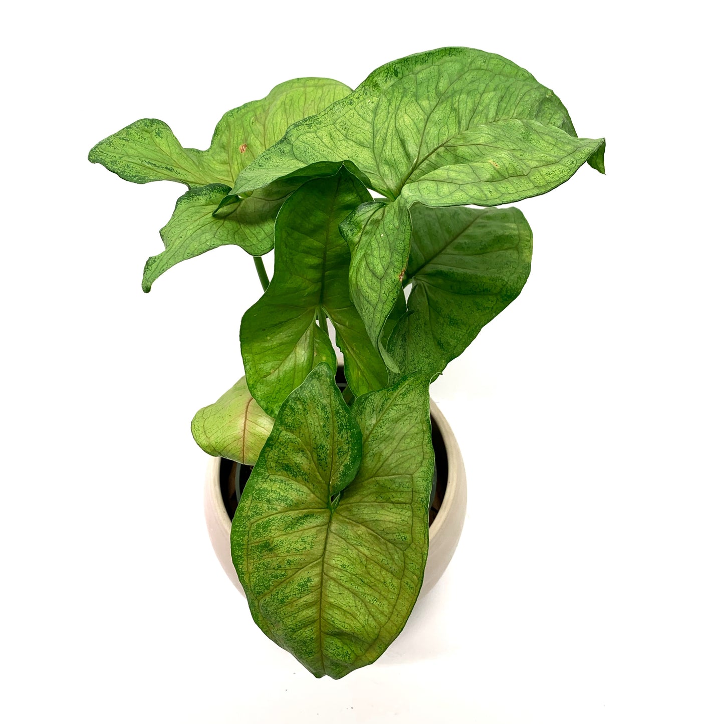 Syngonium Gold Allusion | 4’’