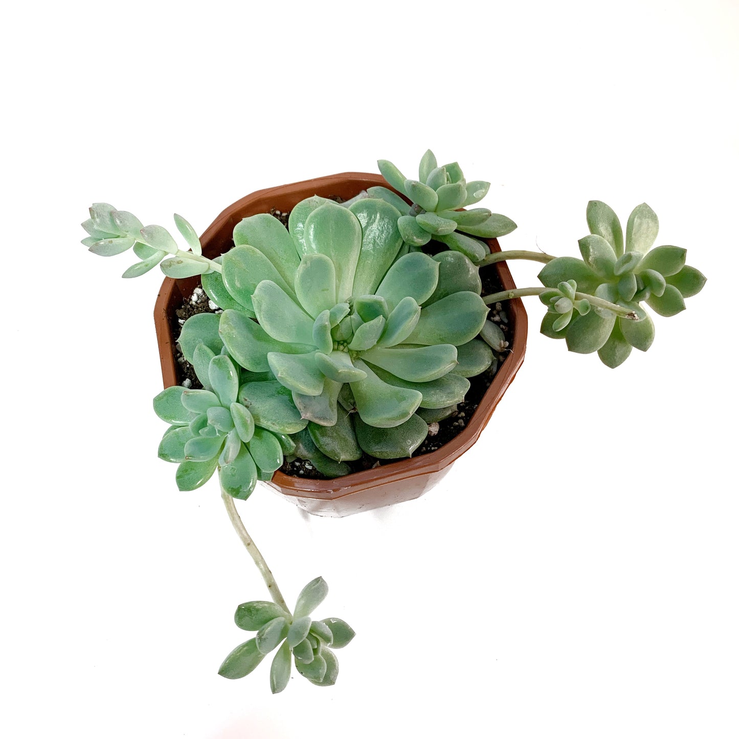 Echeveria prolifera | 5’’