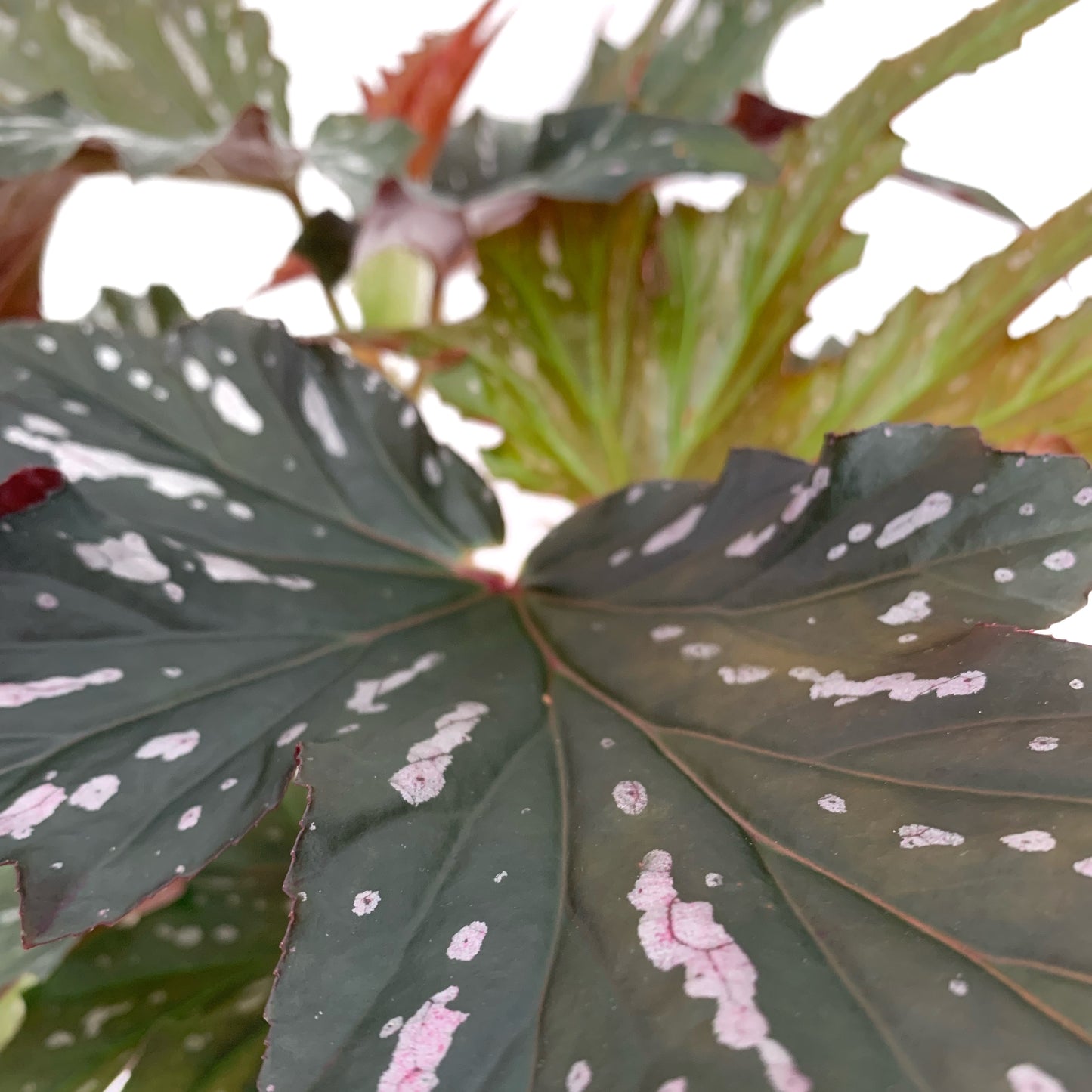 Begonia serratipetala | 6’’
