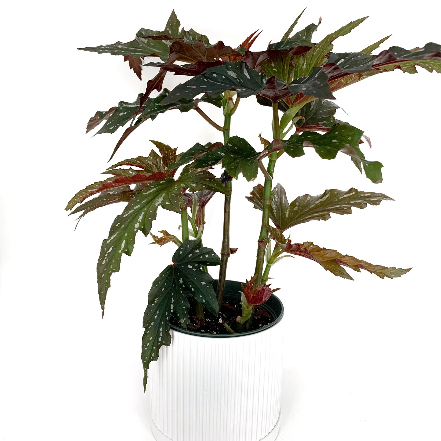 Begonia serratipetala | 6’’
