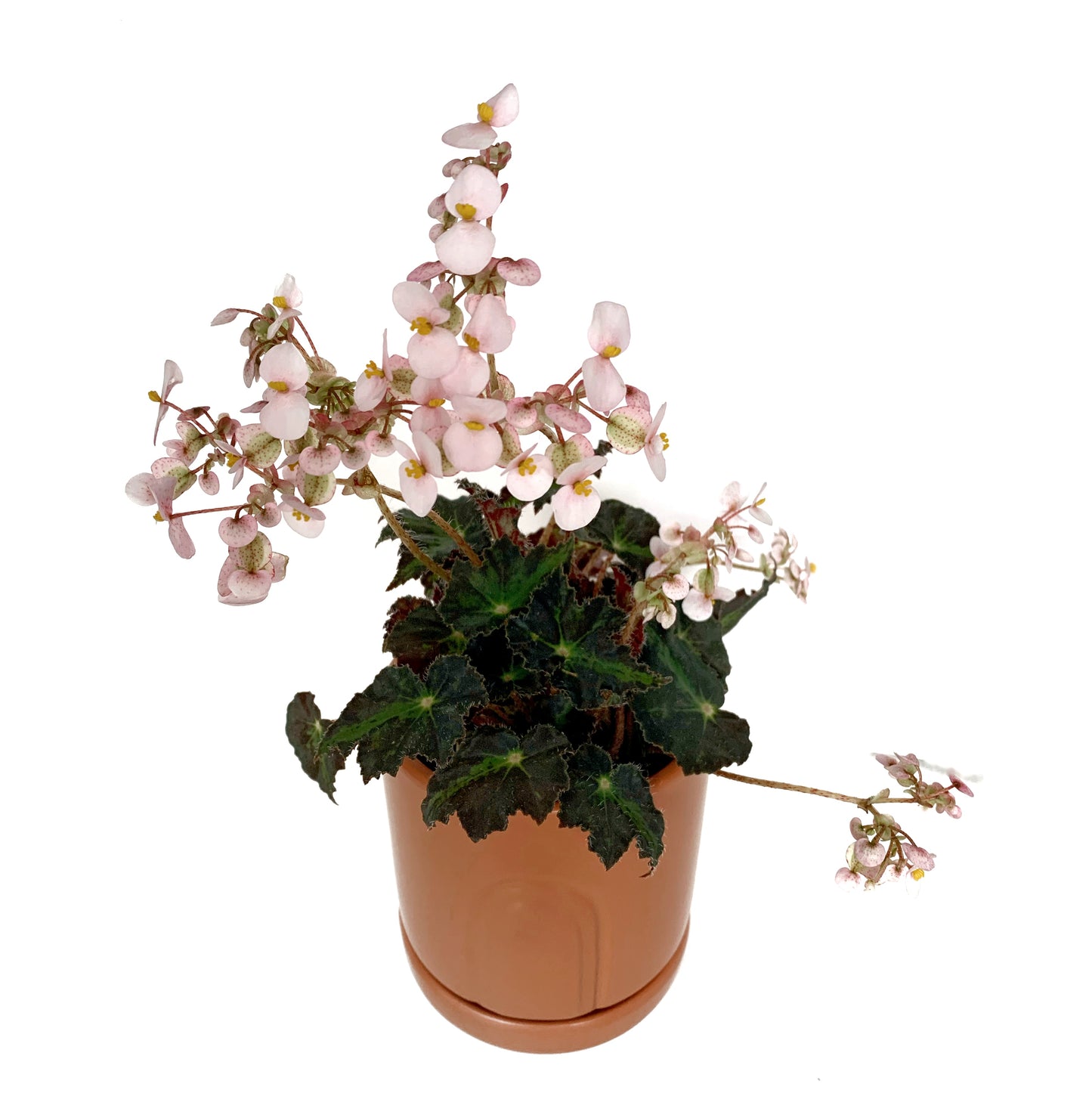Bégonia | 4’’