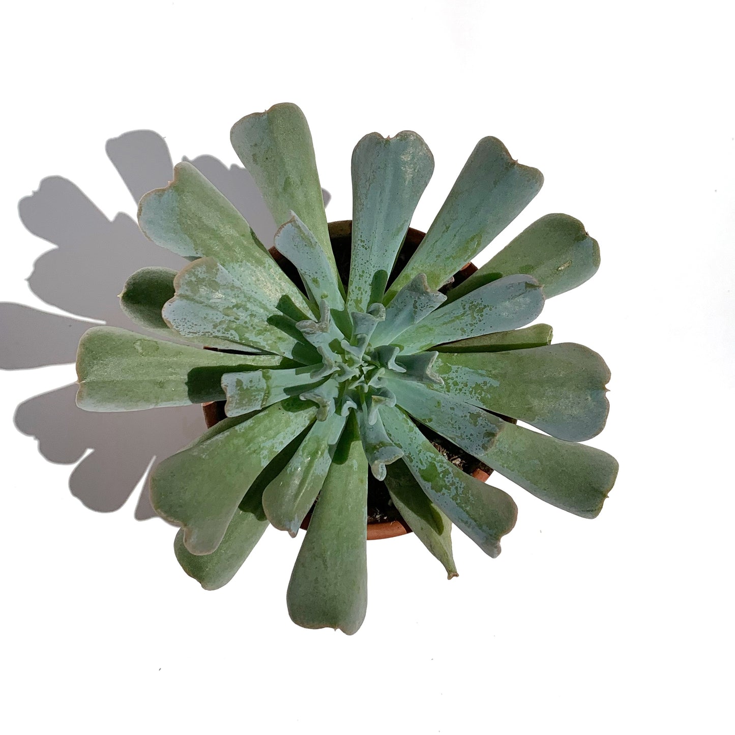 Echeveria Runyonii 'topsy turvy' | 2,5"