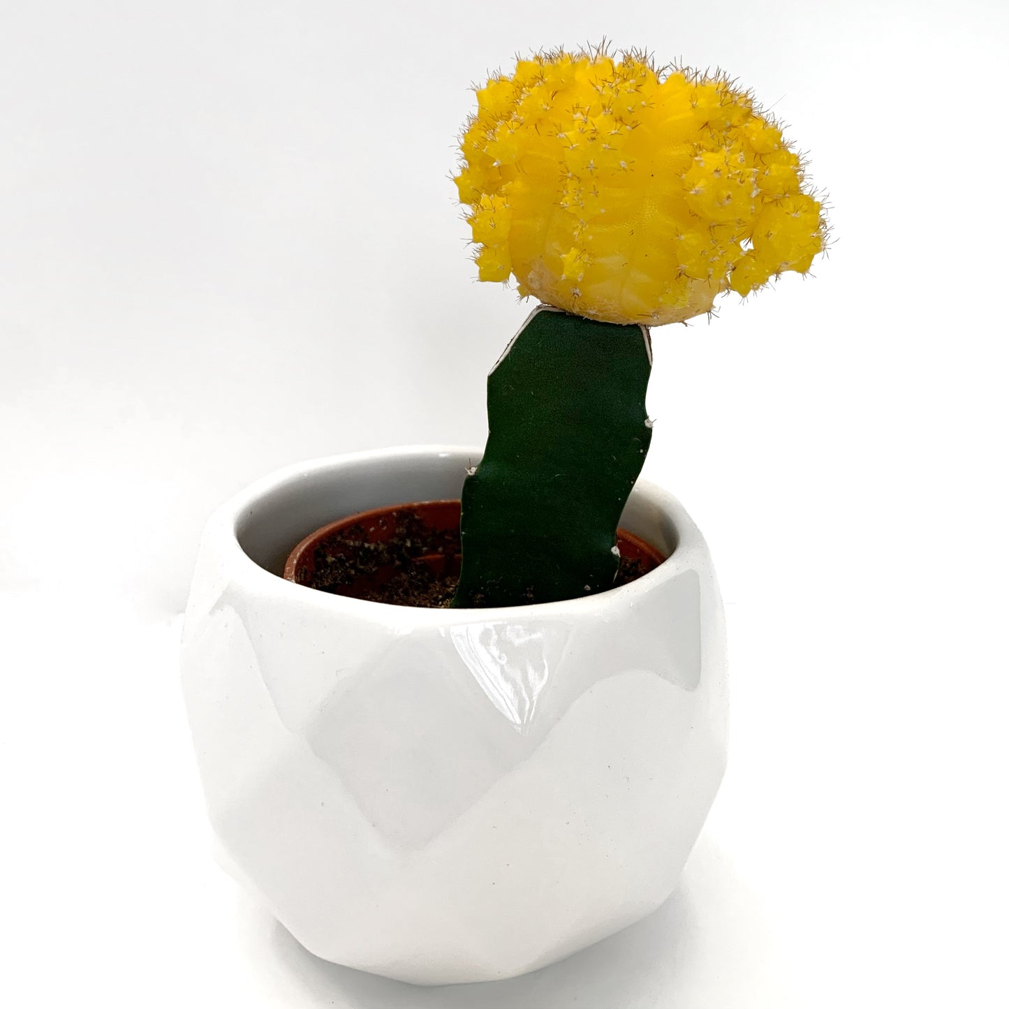 Gymnocalycium mihanovichii greffé | 2,5"