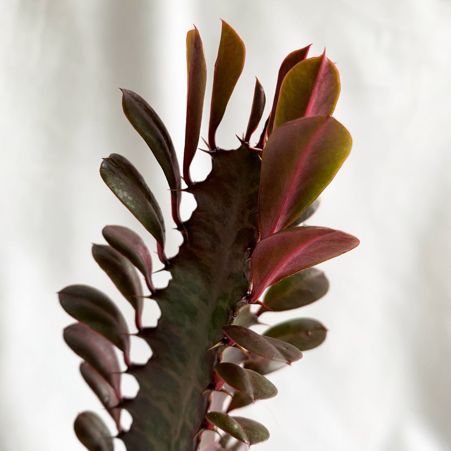 Euphorbia trigona | 4’’