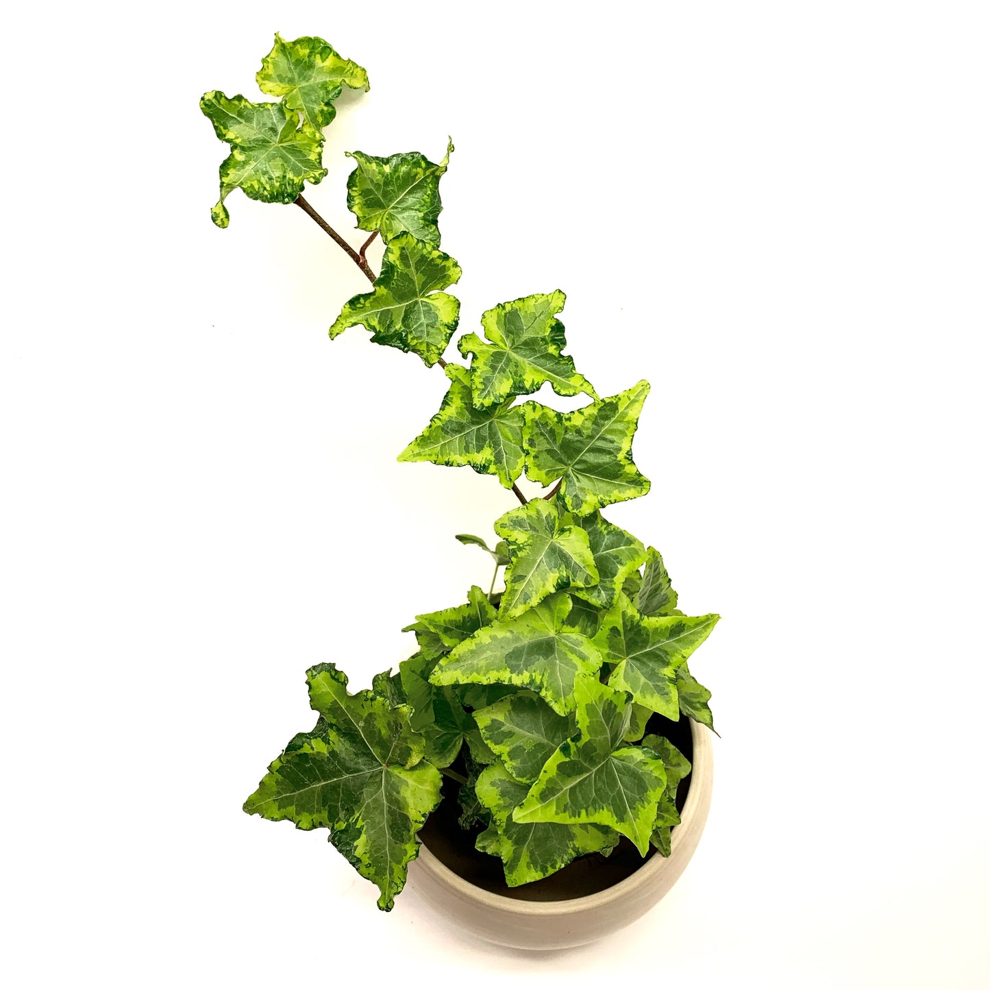 Hedera Helix | 3,5’’