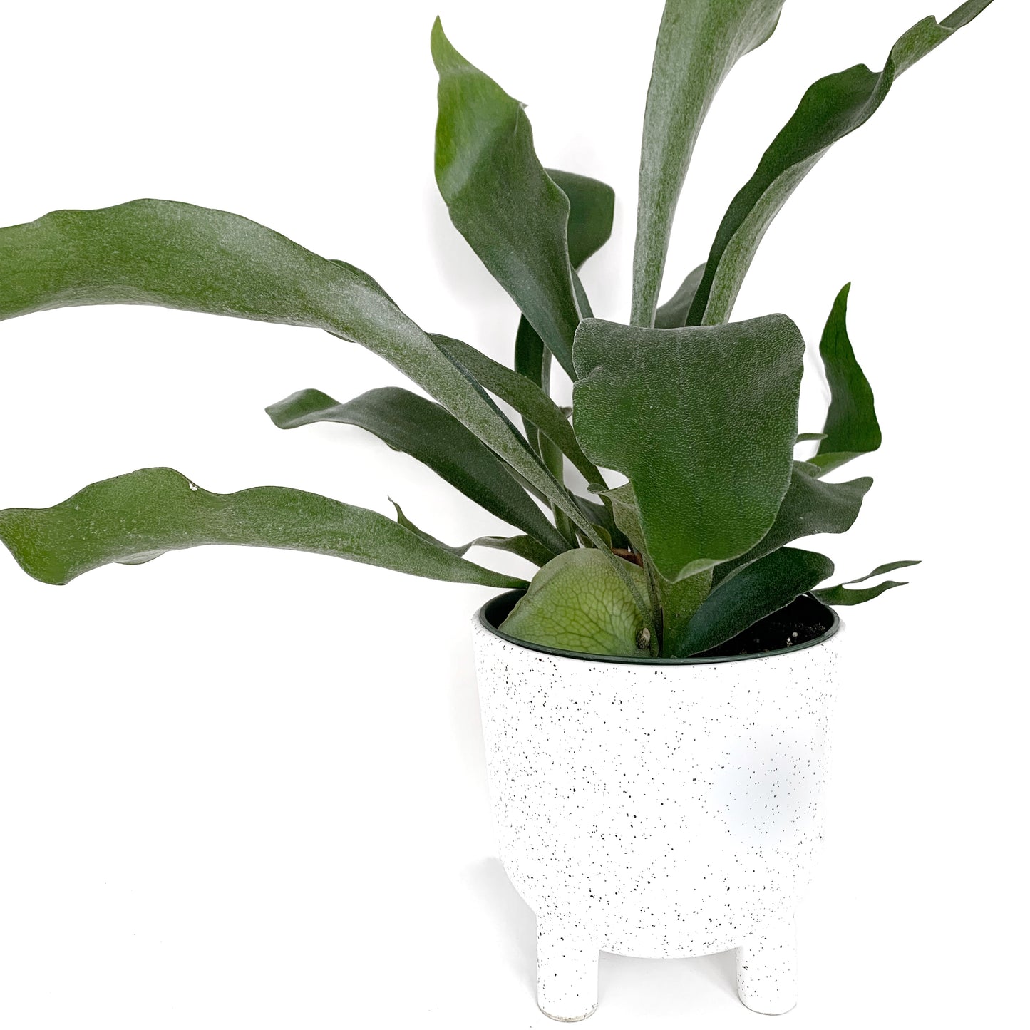 Platycerium | 6’’