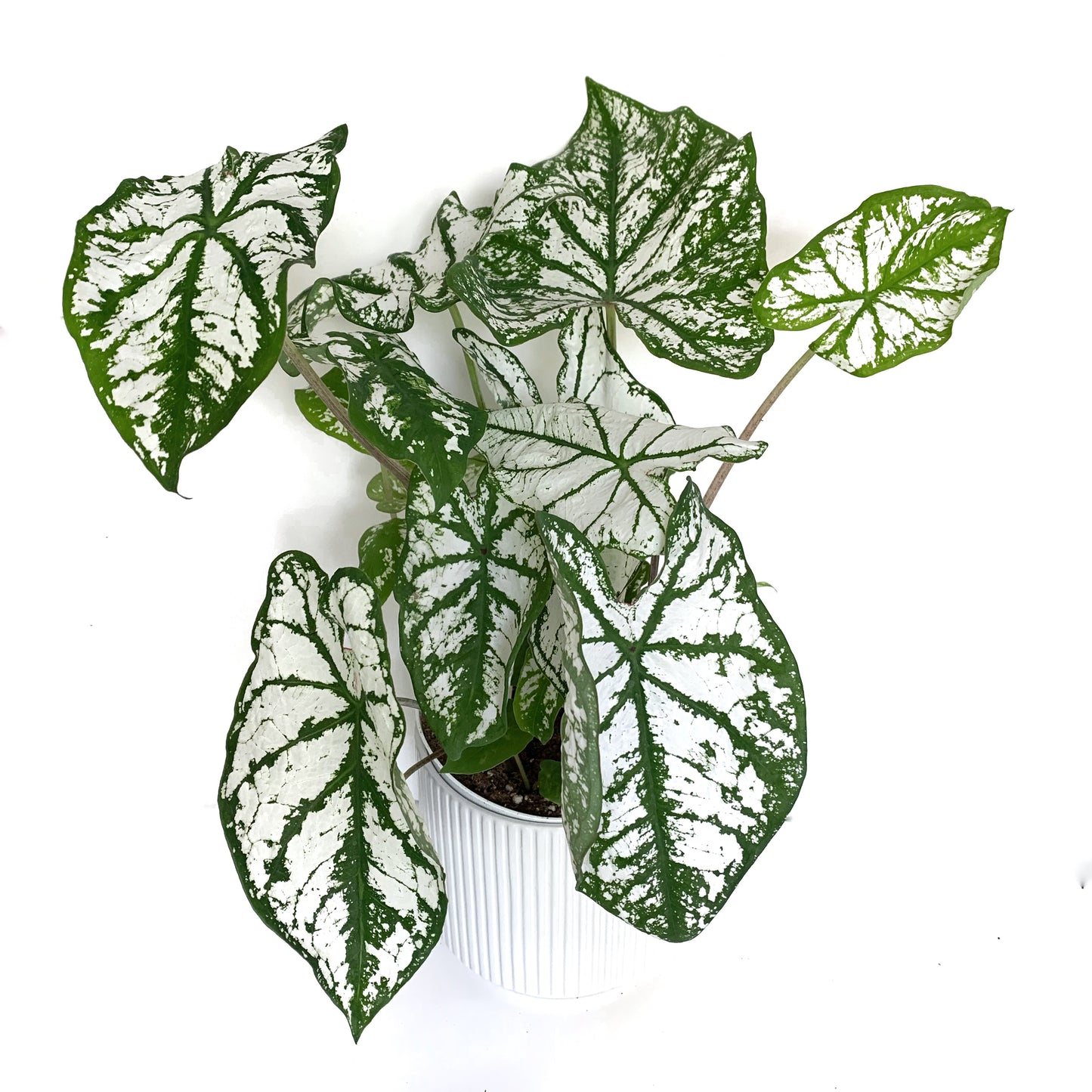 Caladium | 5”