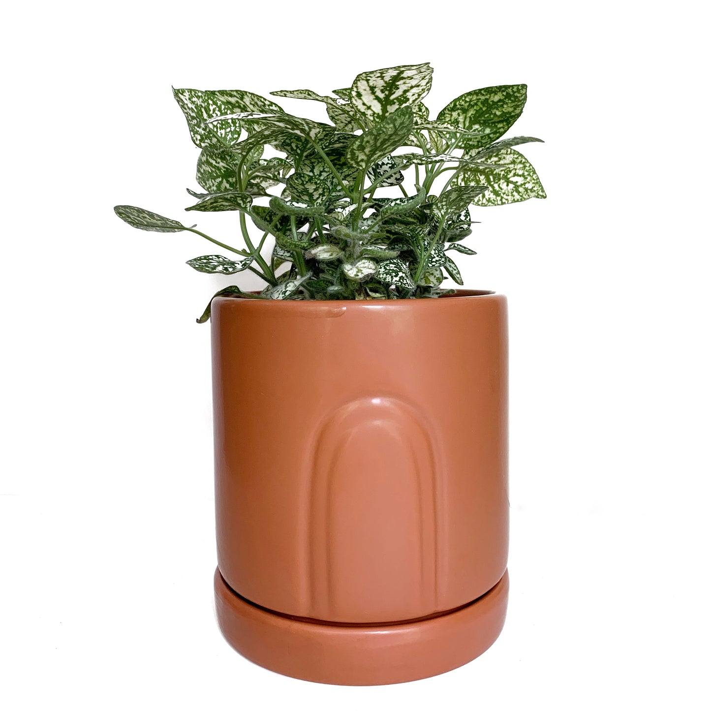 Hypoestes | 4’’