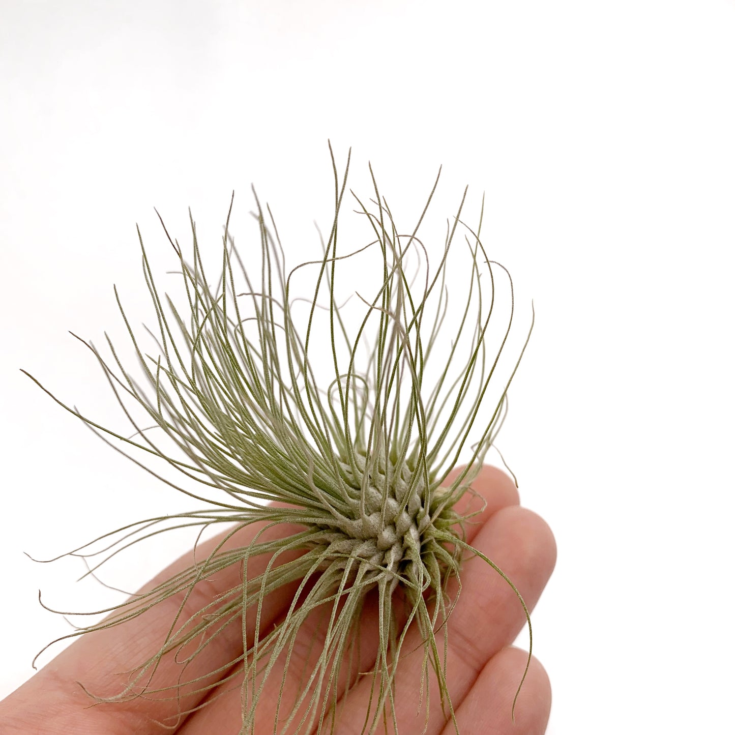 Tillandsia