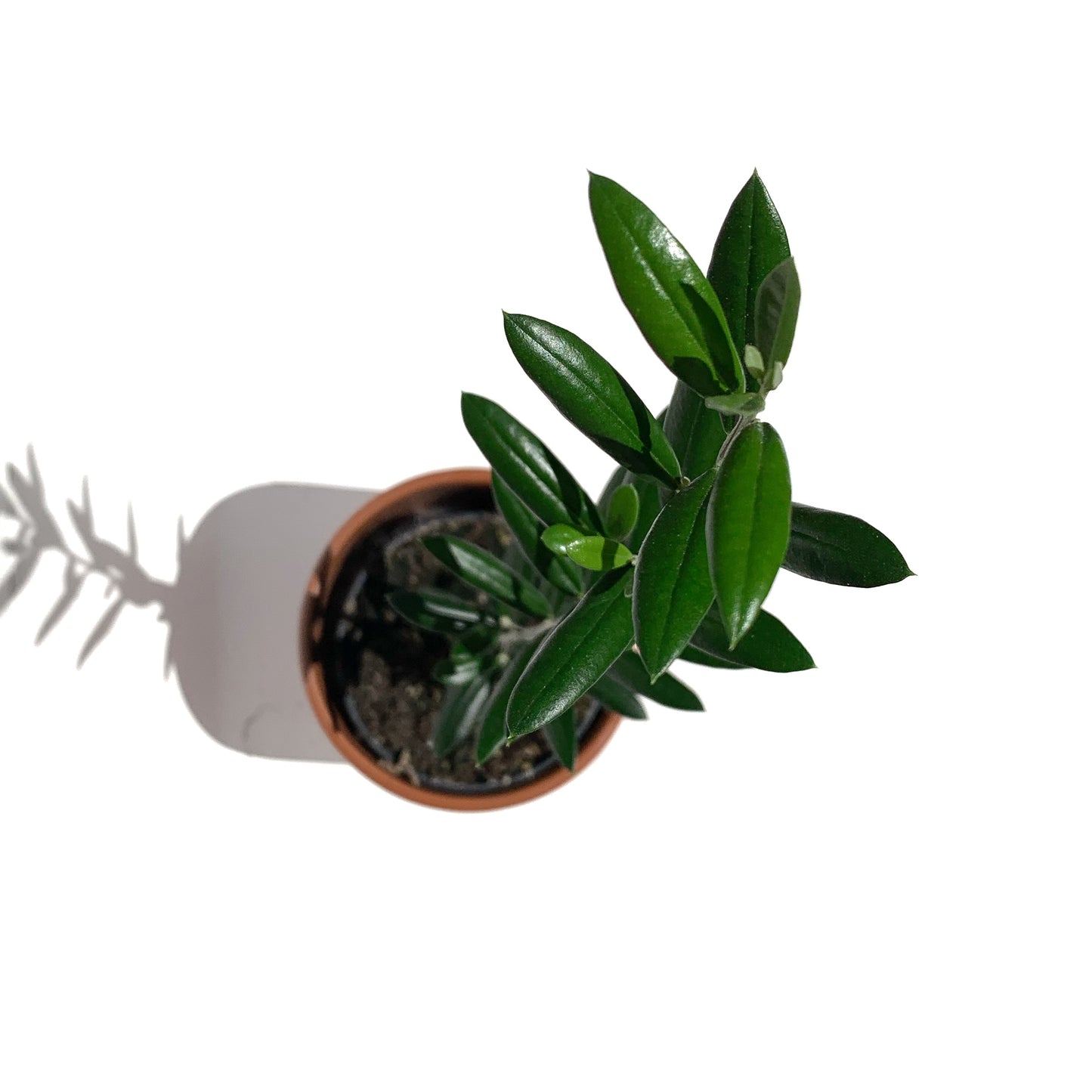 Olea (Olivier) | 4''