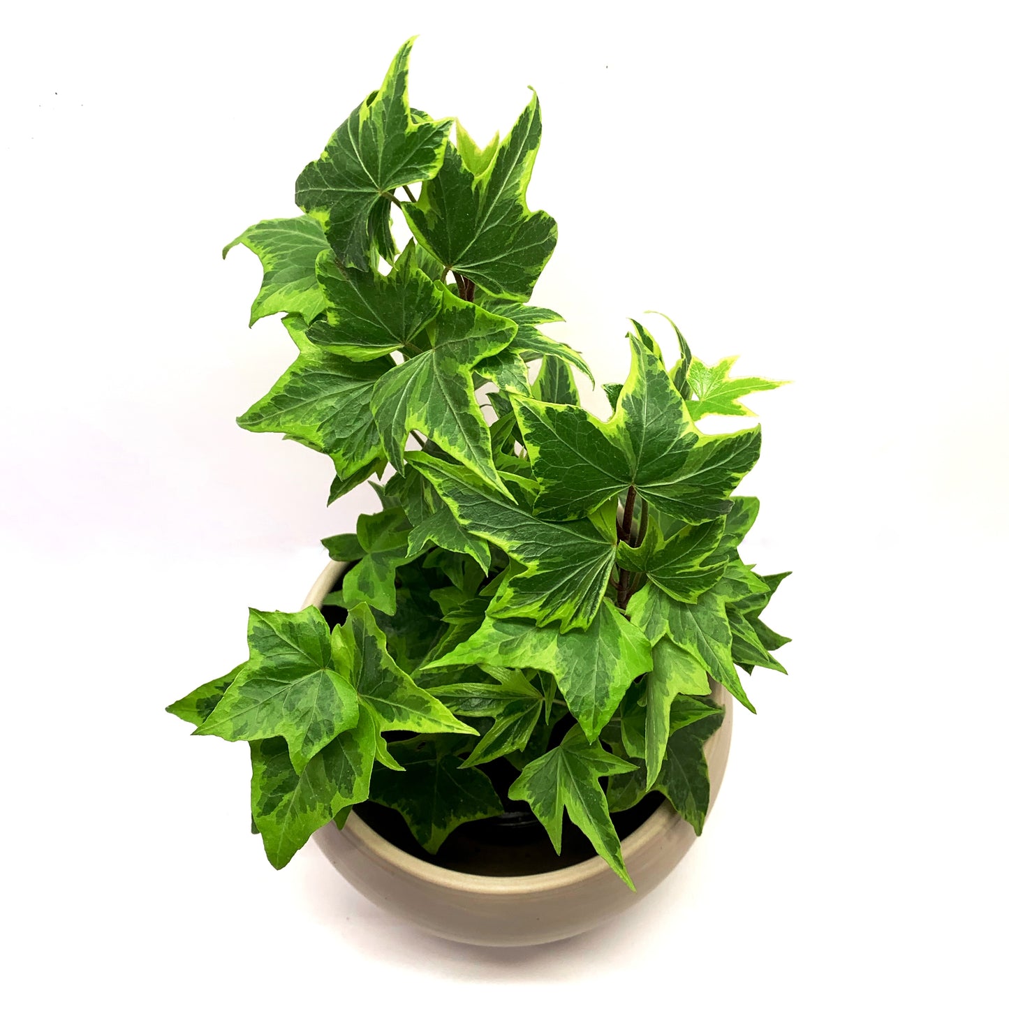 Hedera Helix