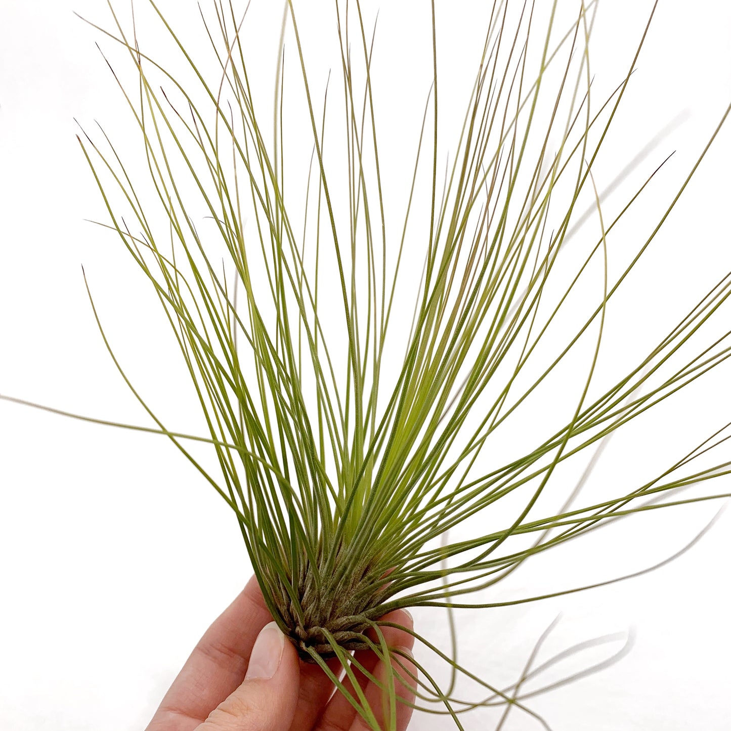 Tillandsia