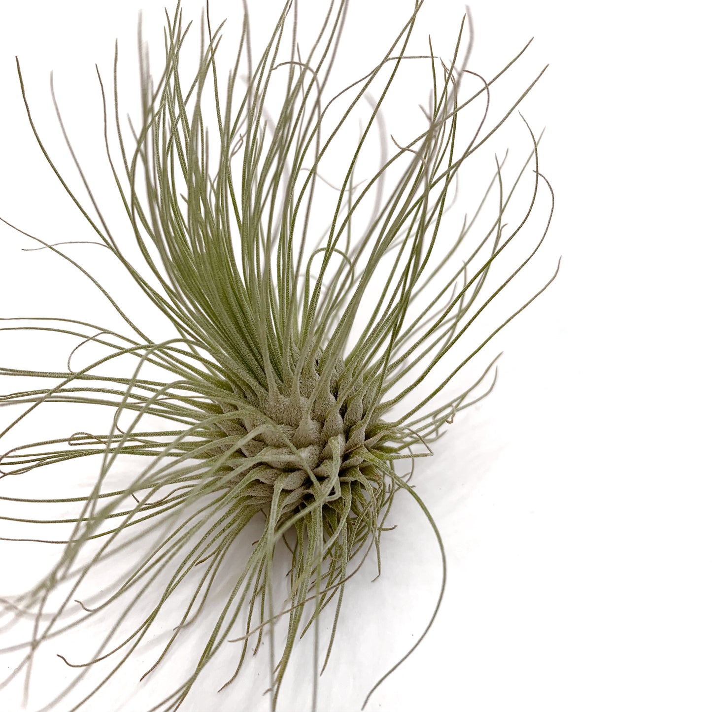 Tillandsia