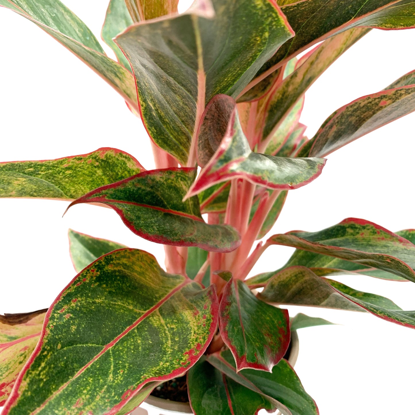 Aglaonema ‘Red Siam’