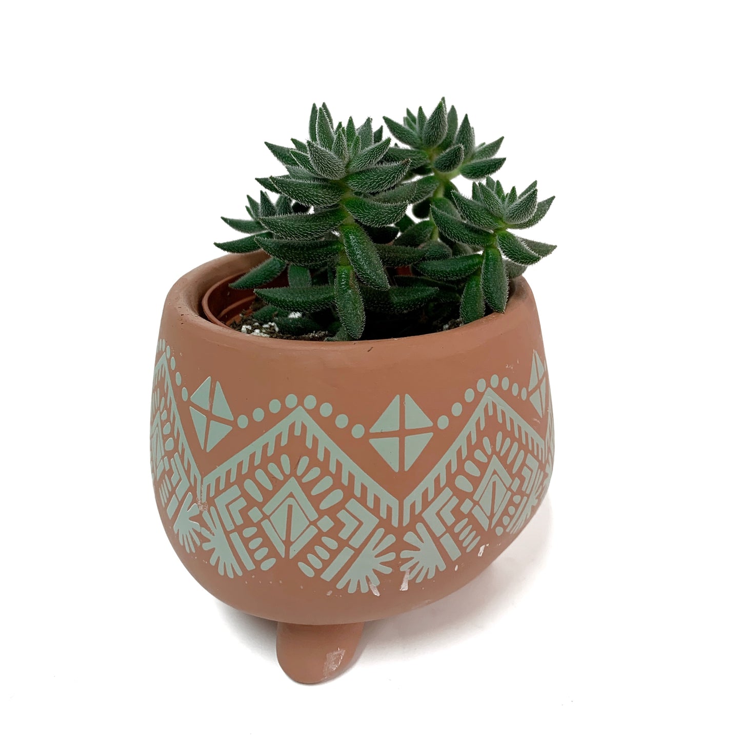 Crassula Mesembryanthemoides | 2,5’’