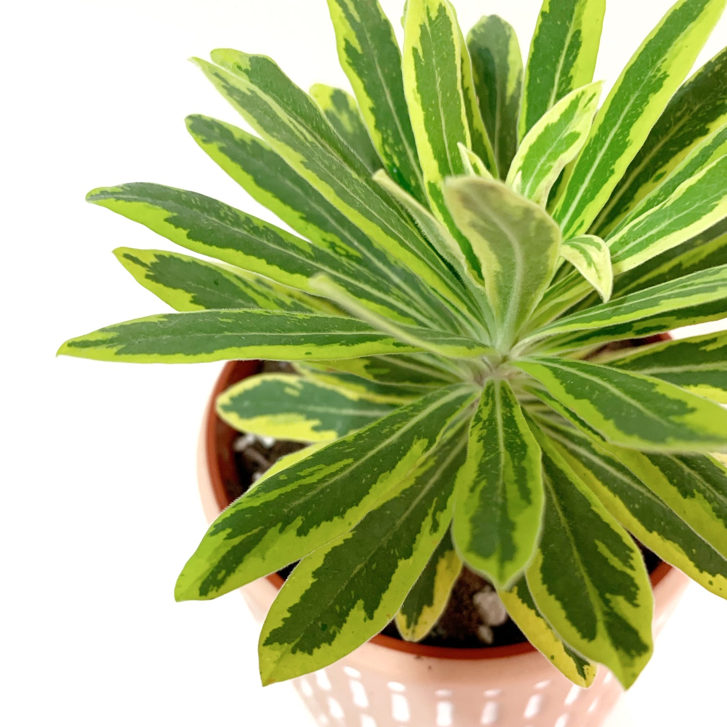 Euphorbia x martinii 'Ascot Rainbow' | 4’’