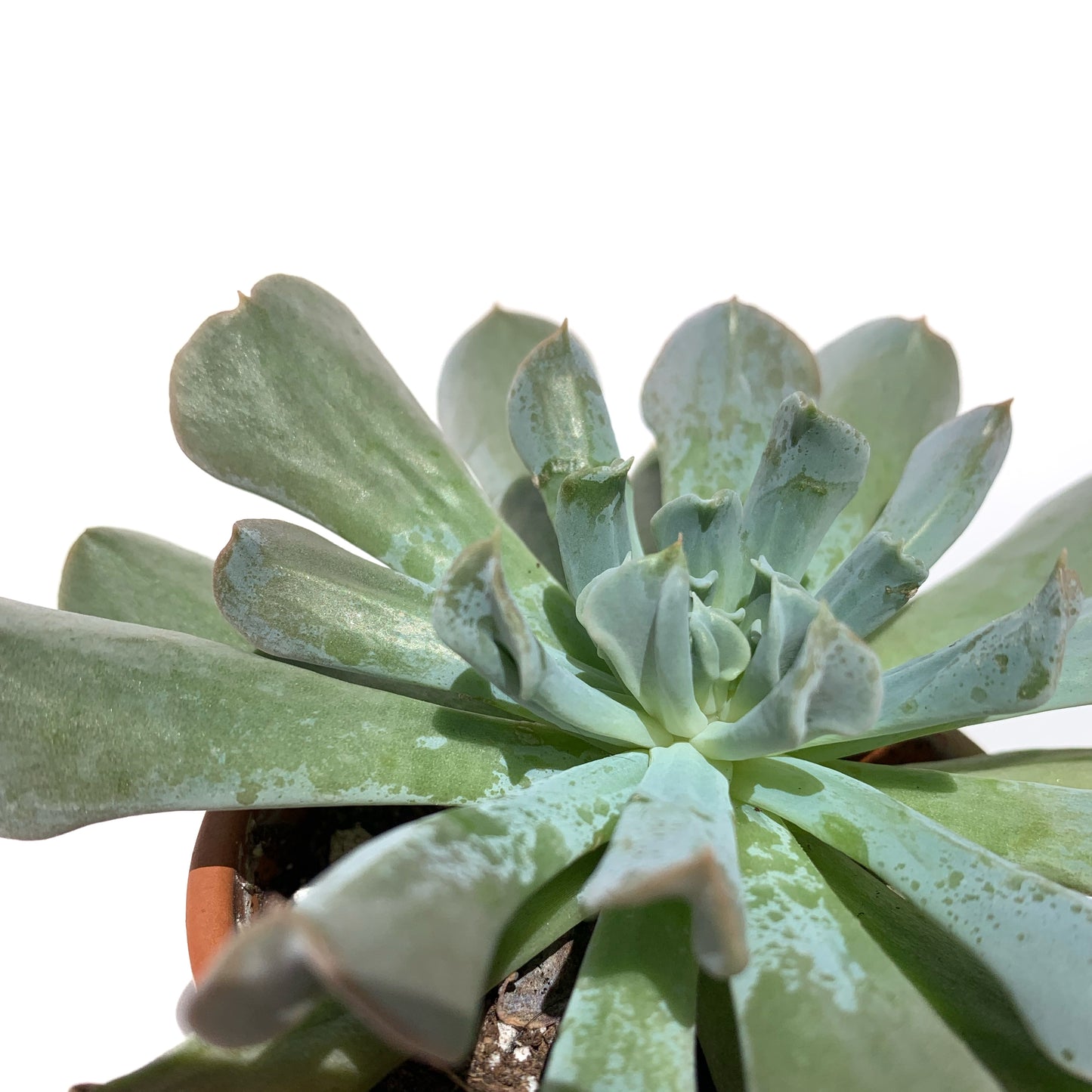 Echeveria Runyonii 'topsy turvy' | 2,5"