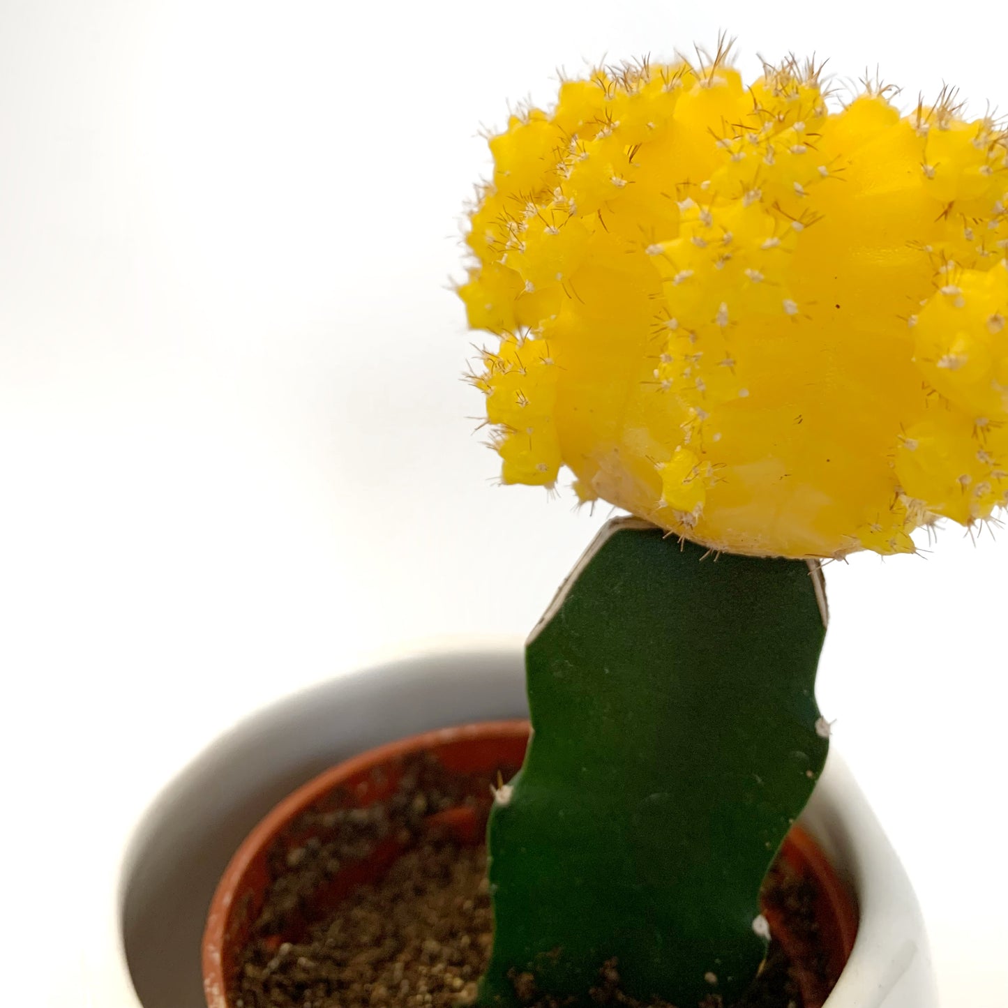 Gymnocalycium mihanovichii greffé | 2,5"