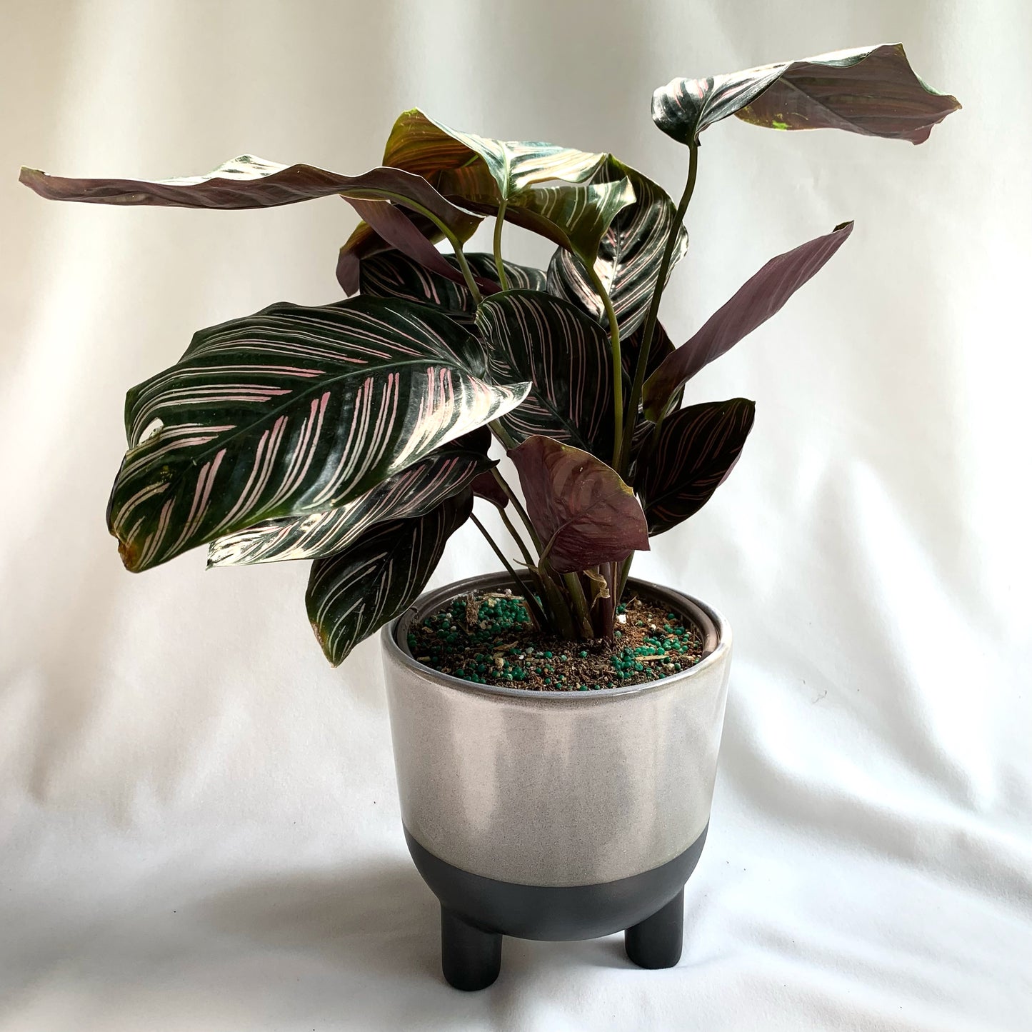 Calathea Ornata | 6’’