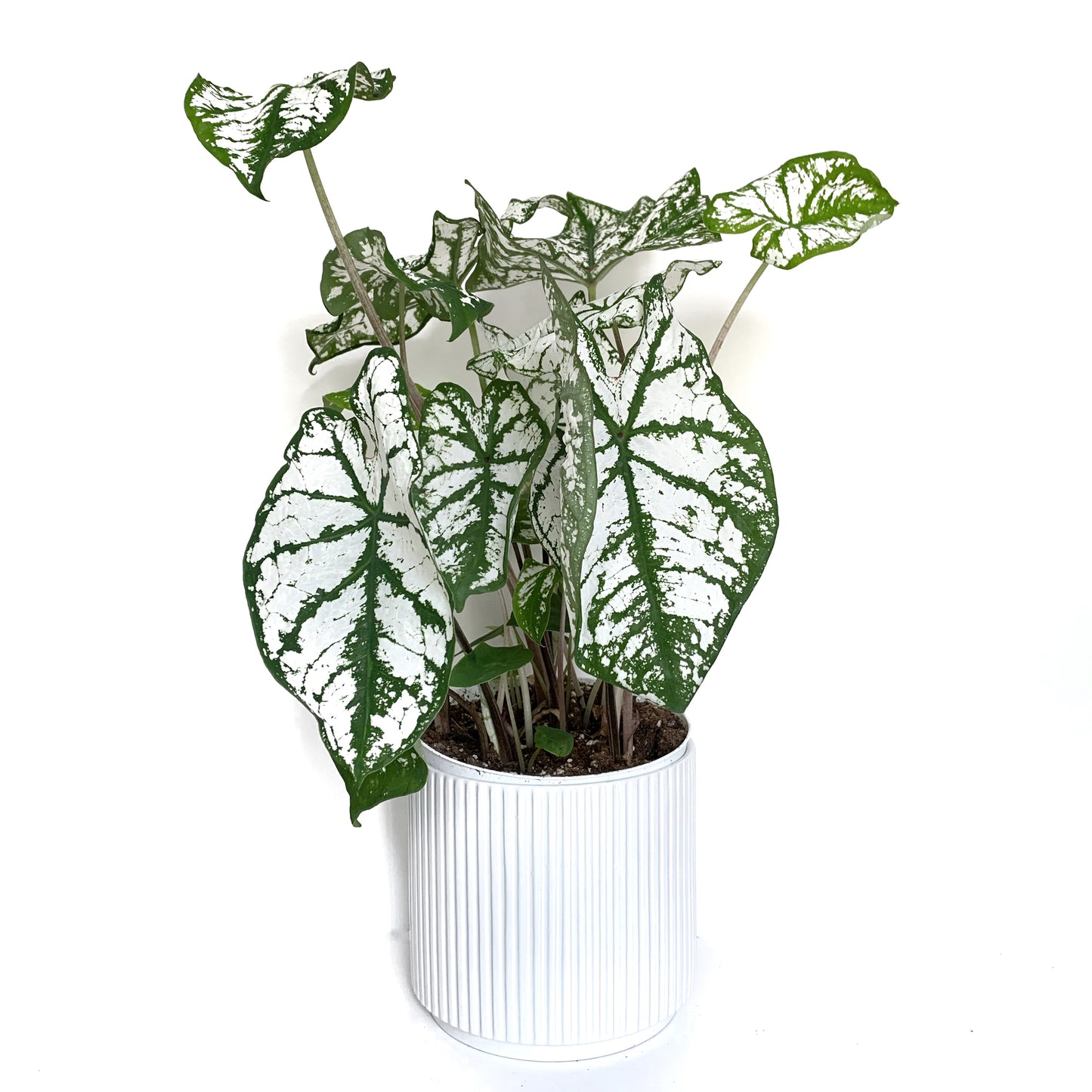 Caladium | 5”