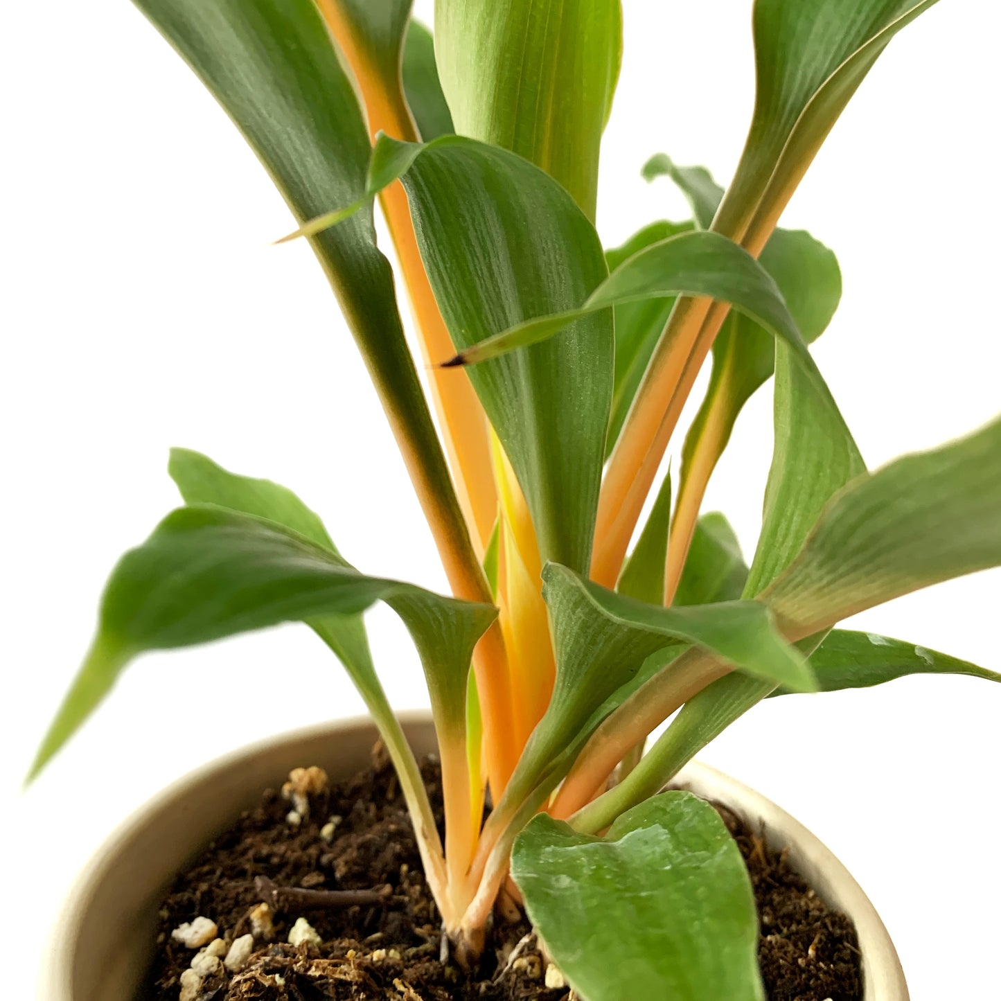 Chlorophytum Mandarin Orange