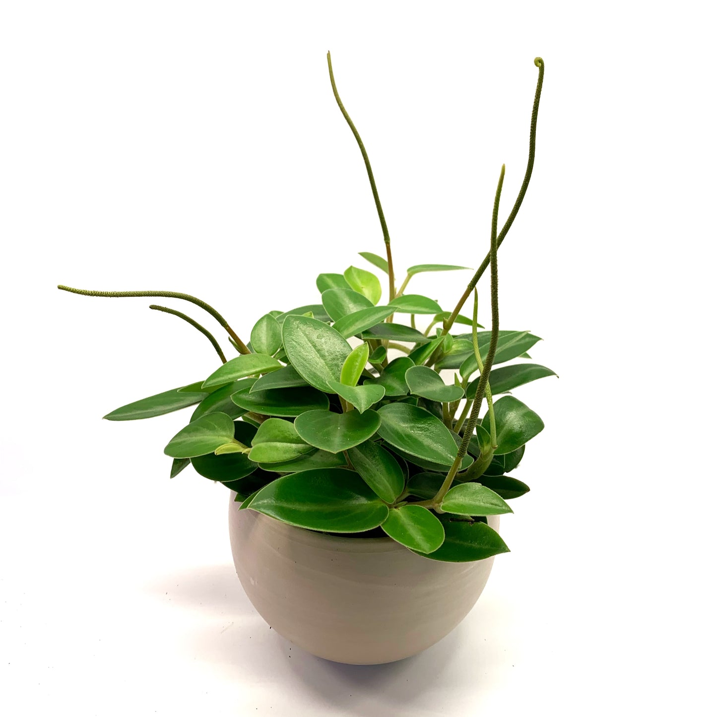 Peperomia | 4’’