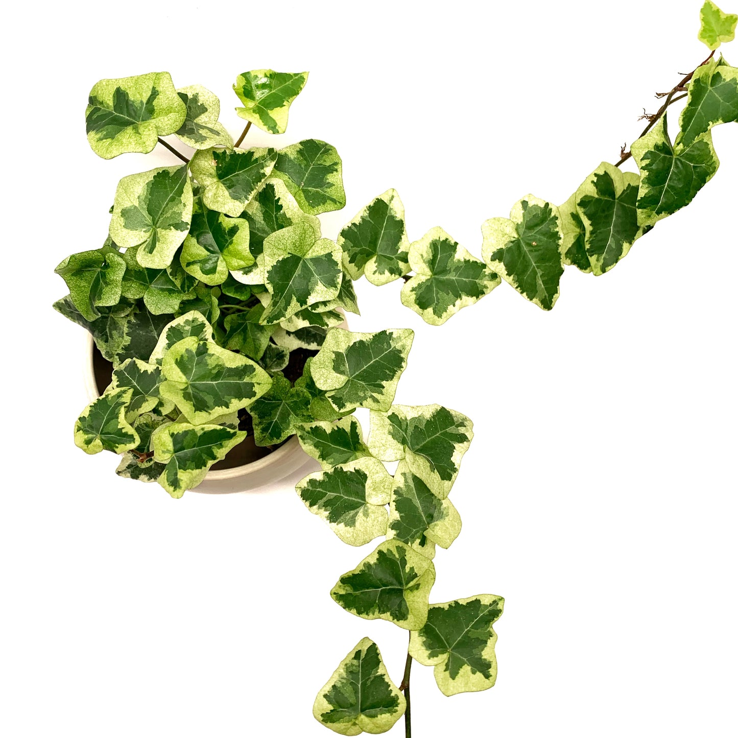 Hedera Helix | 3,5’’