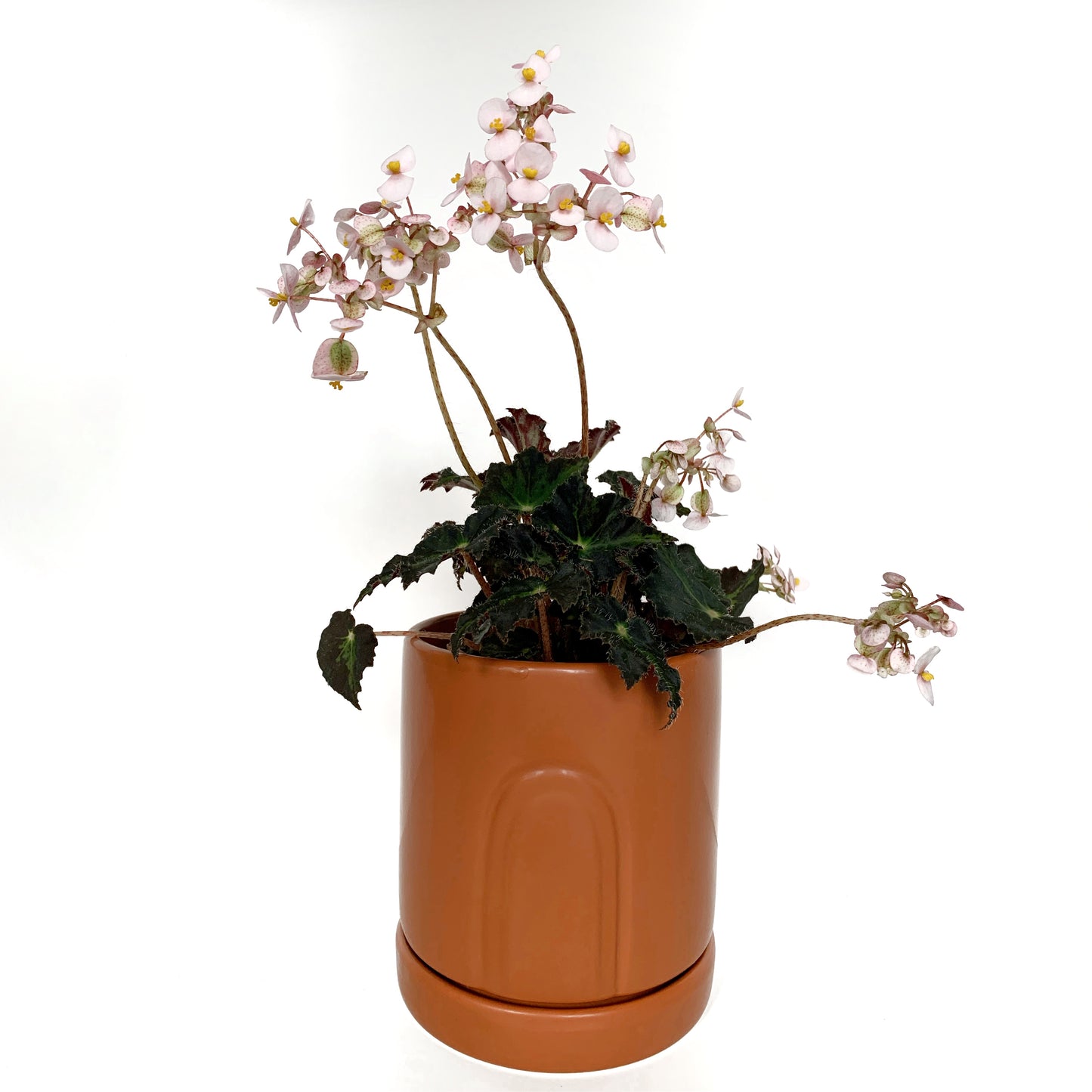 Bégonia | 4’’