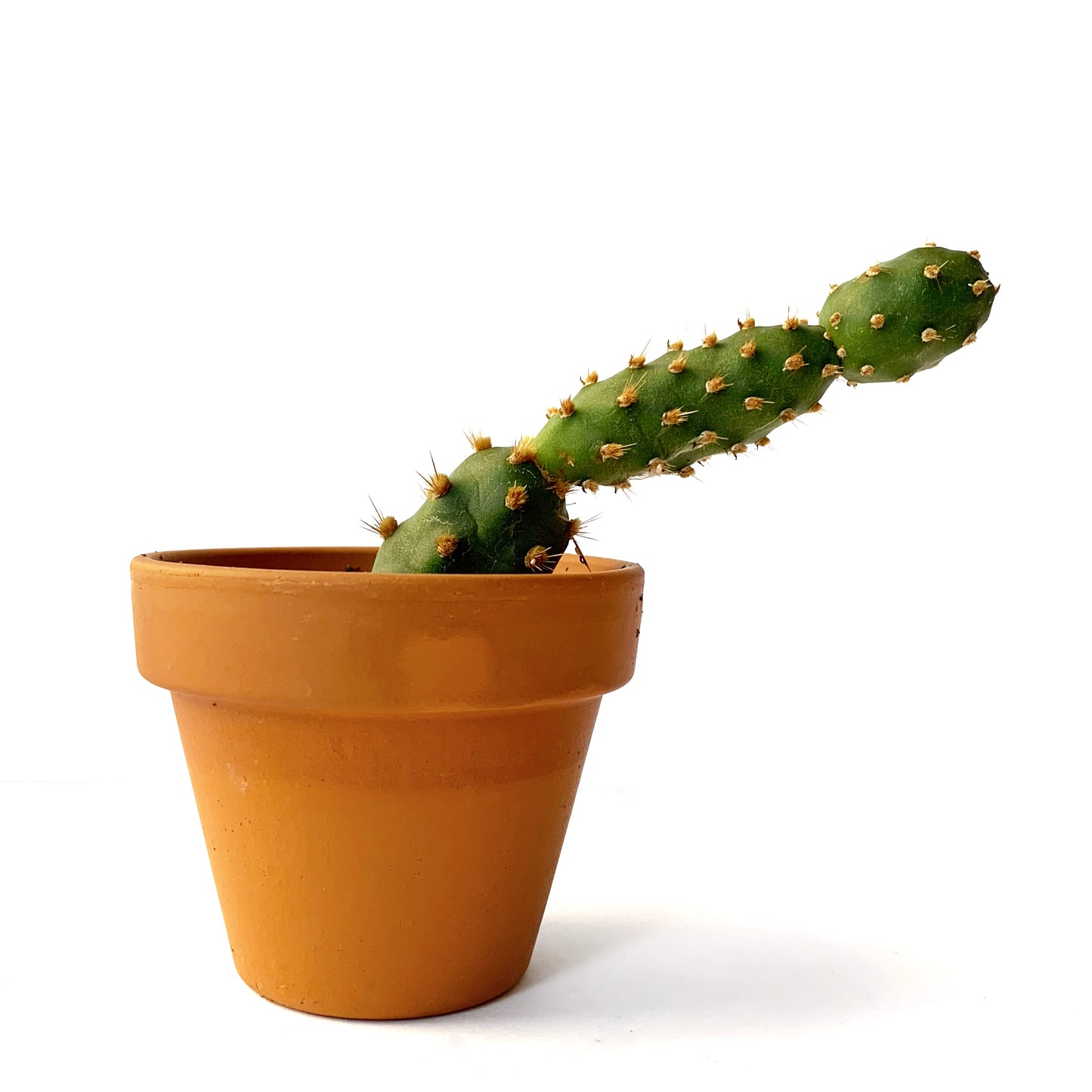 Opuntia Fragilis | 2,5"