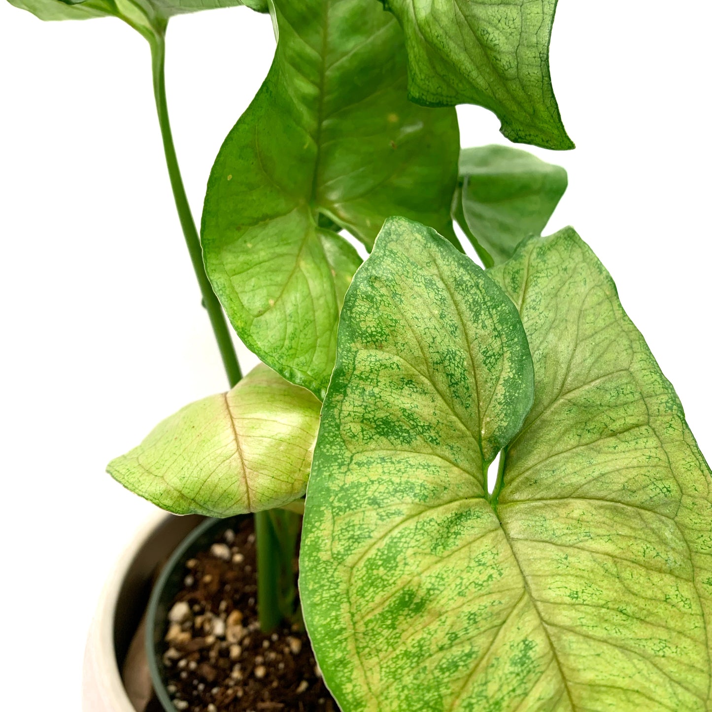 Syngonium Gold Allusion | 4’’