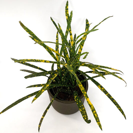 Croton Pictum