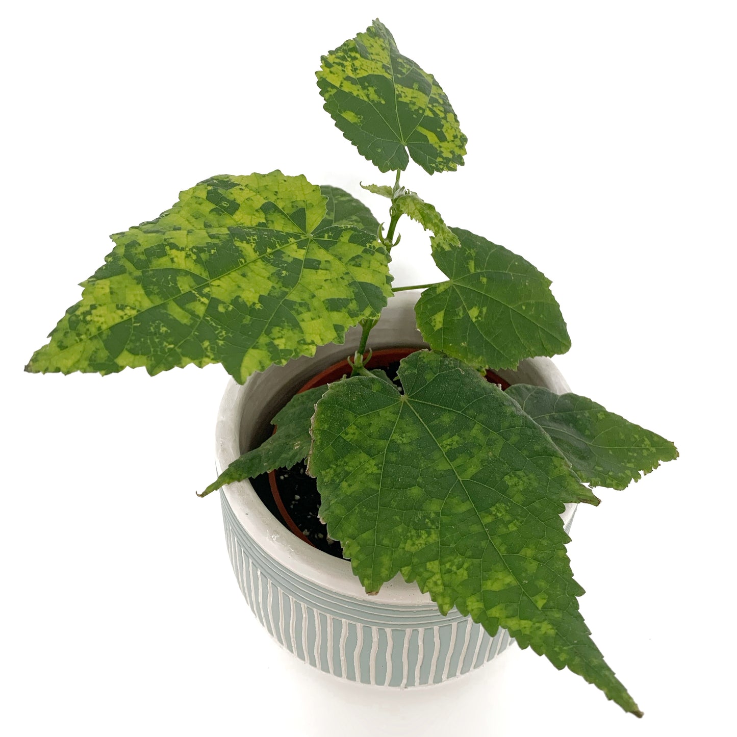 Abutilon Pictum | 4’’