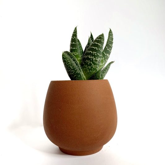 Aloe Aristata | 2''