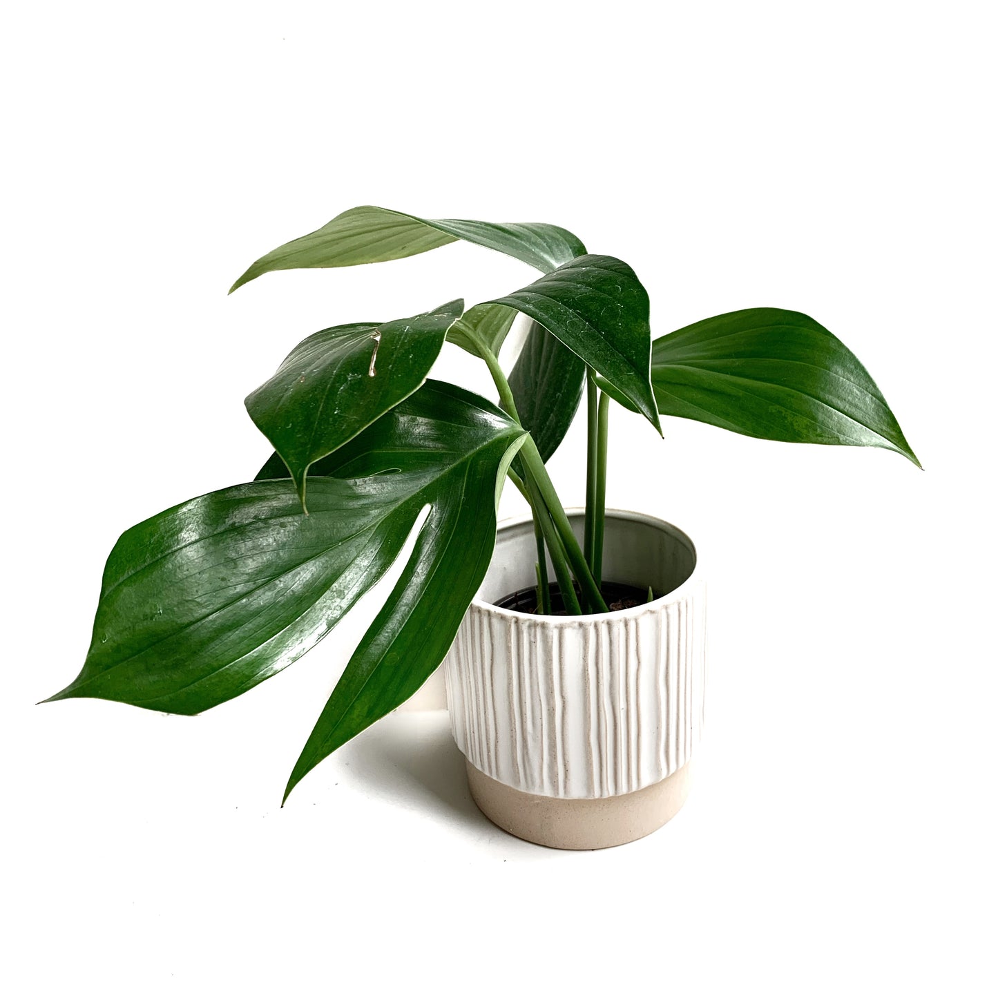 Rhaphidophora Decursiva | 4’’