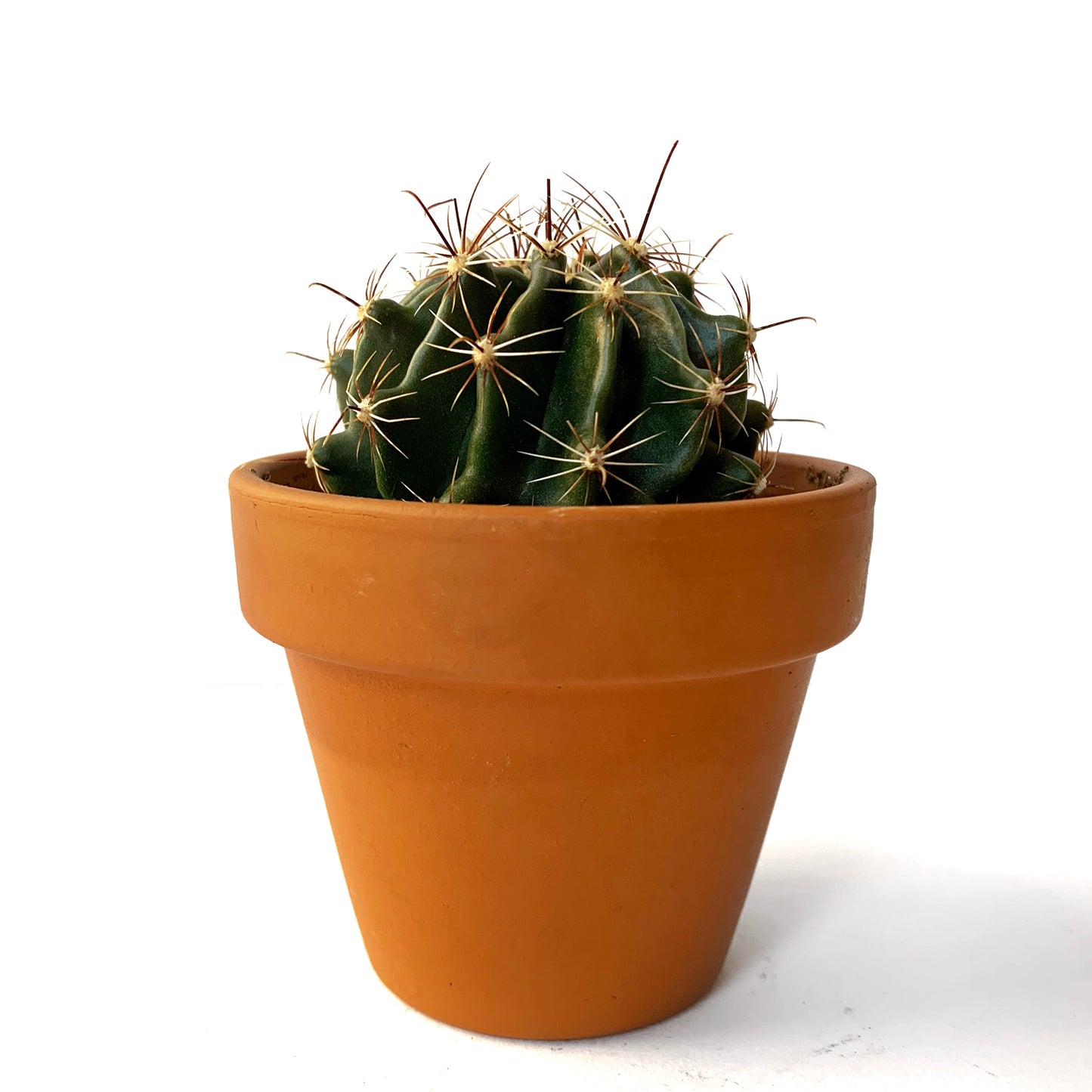 Ferocactus | 2,5"