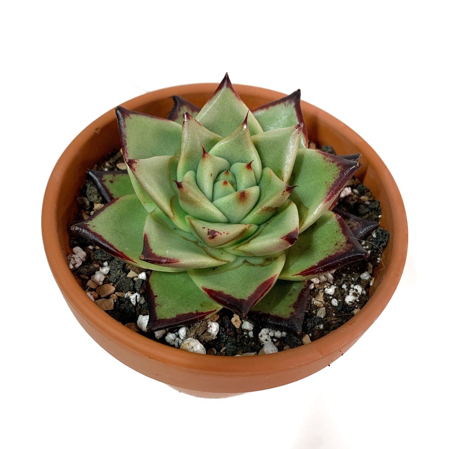 Echeveria agavoides | 4’’
