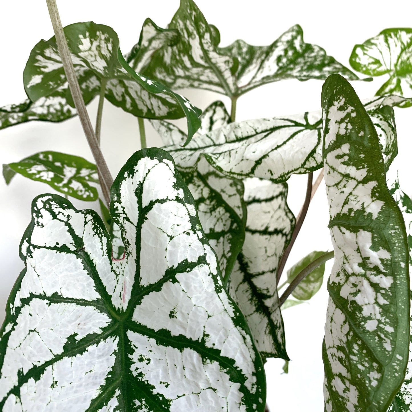 Caladium | 5”