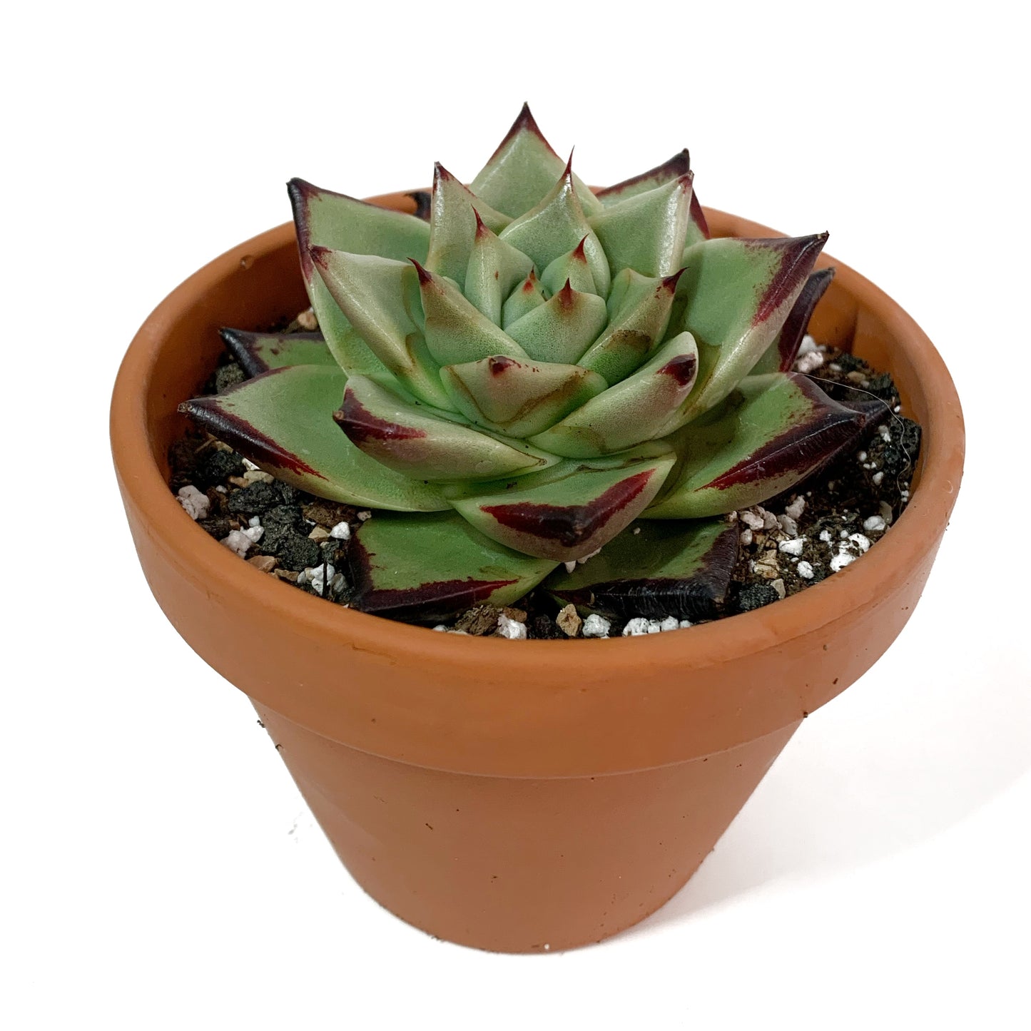 Echeveria agavoides | 4’’