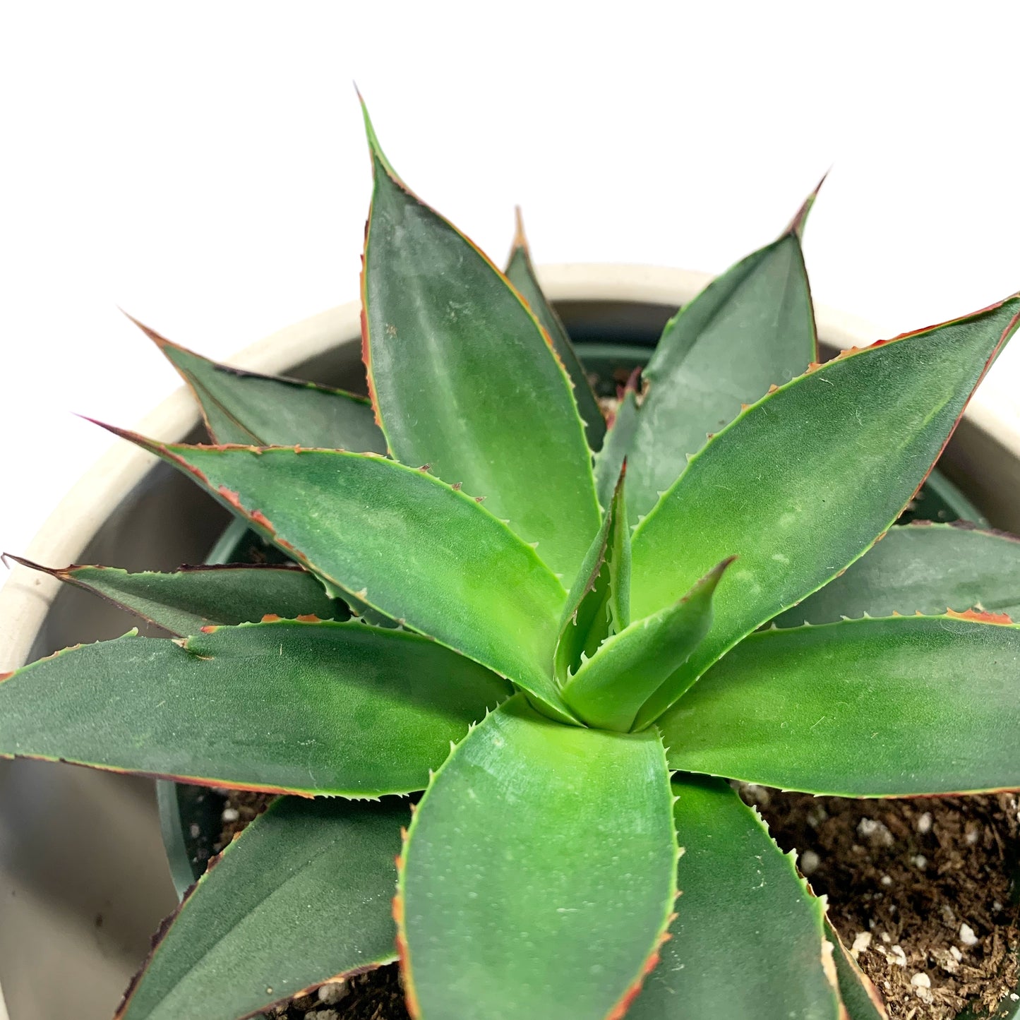 Agave | 4’’