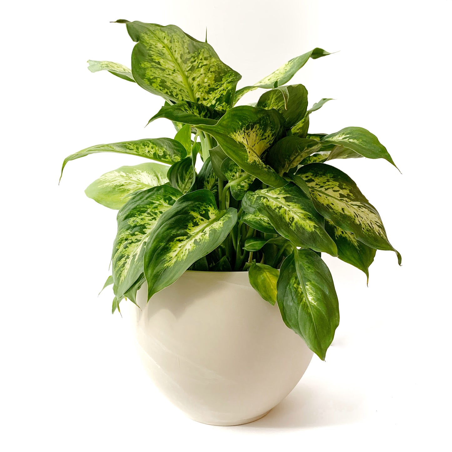 Dieffenbachia Compacta