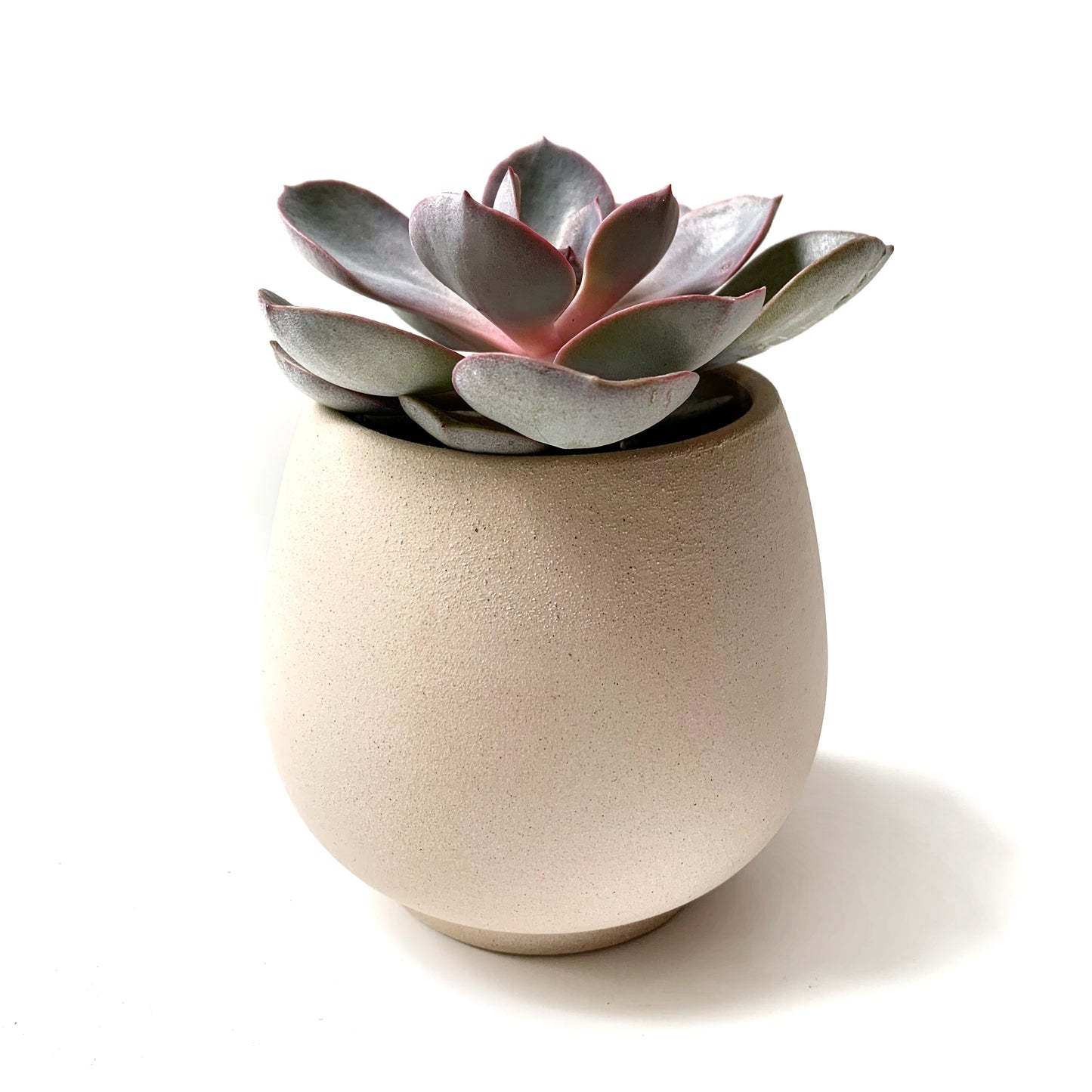 Echeveria | 2,5’’