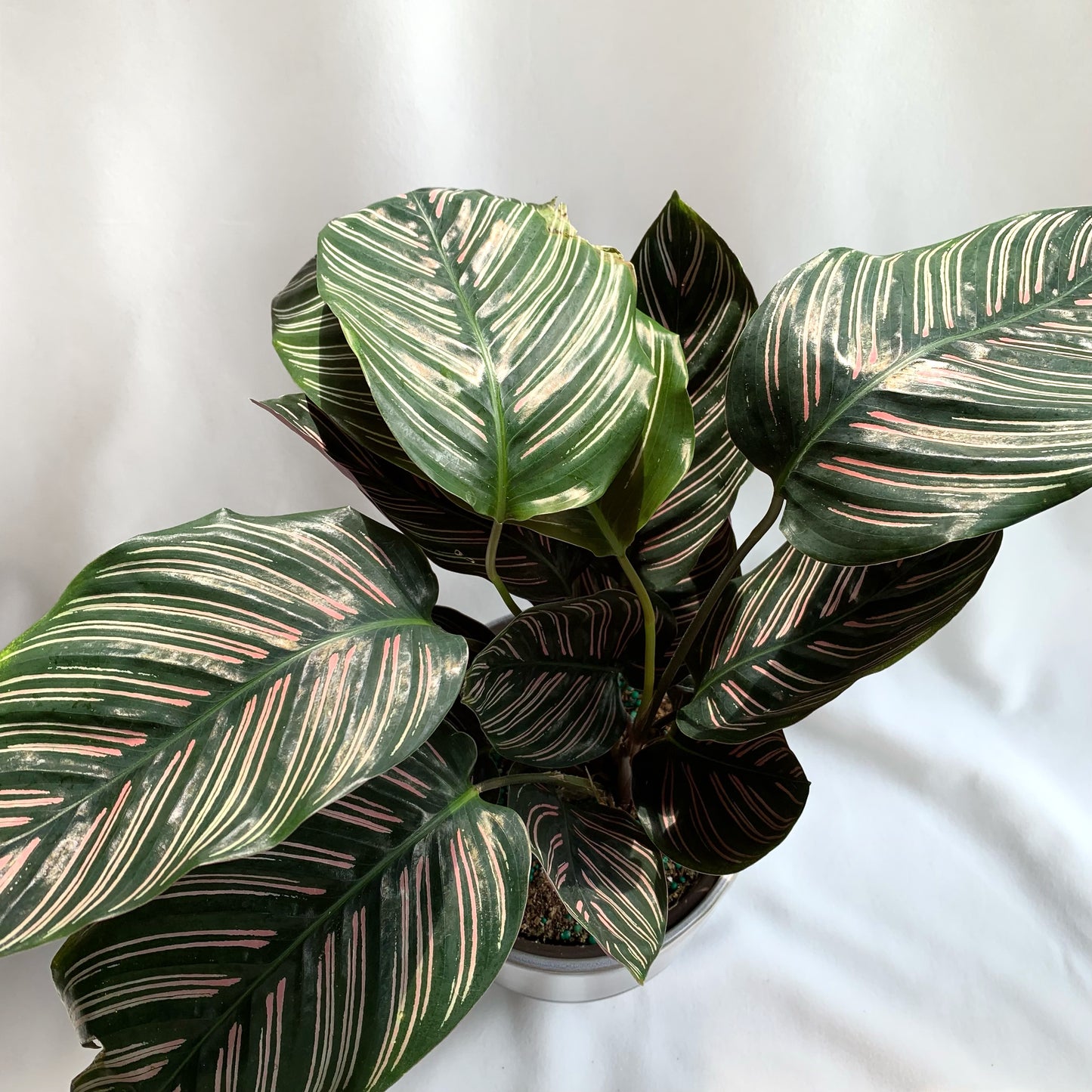 Calathea Ornata | 6’’