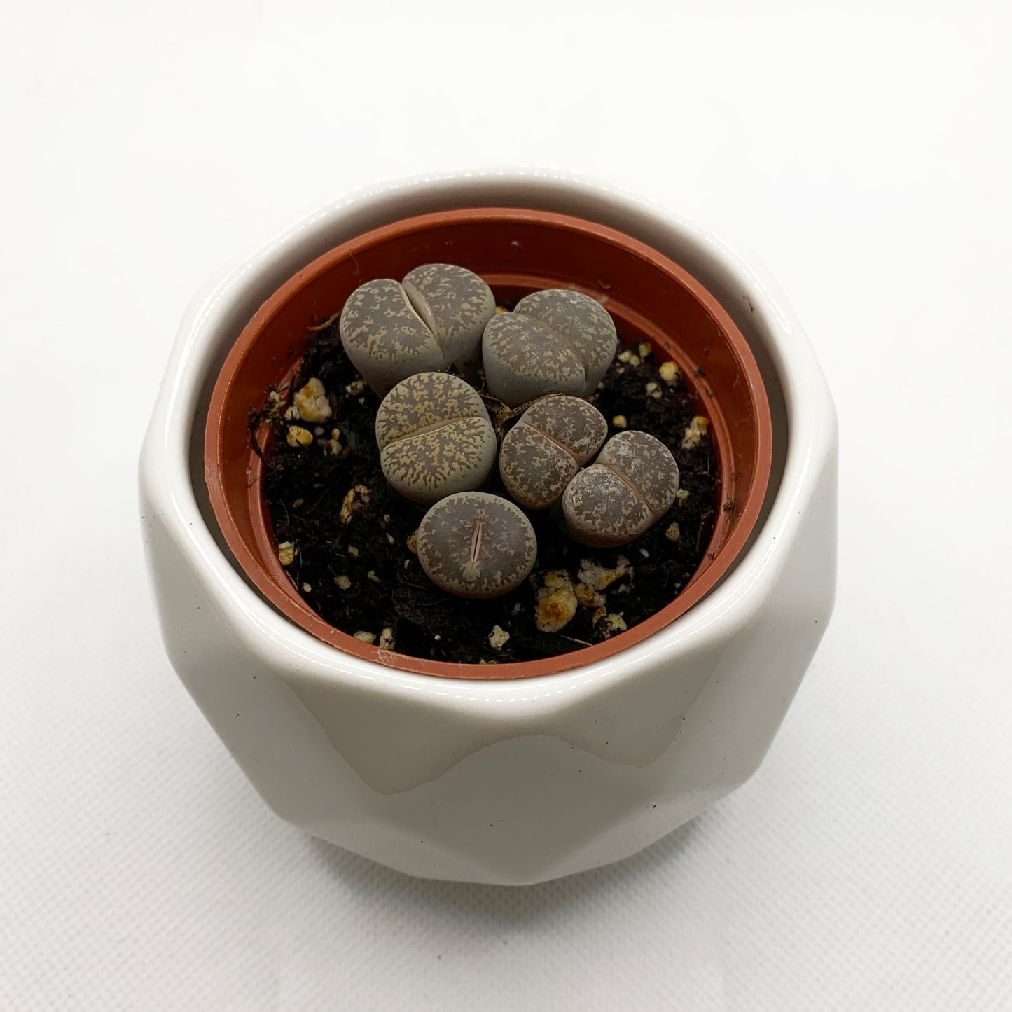 Lithops | 2,5’’