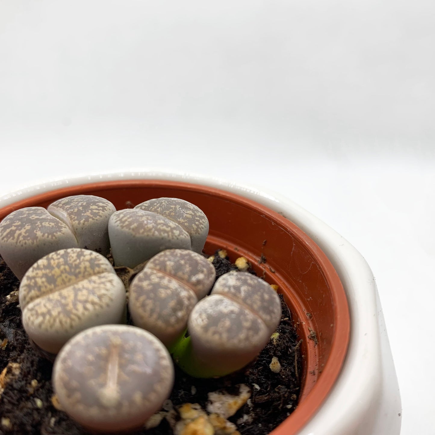 Lithops | 2,5’’
