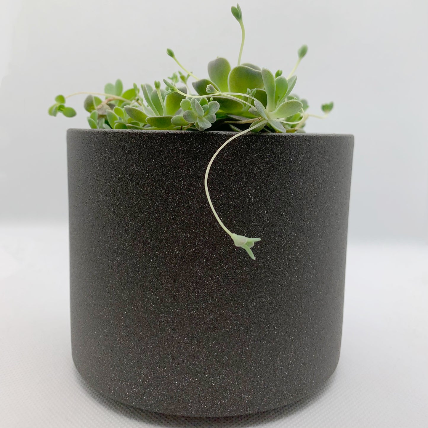 Orostachys iwanrenge | 4"