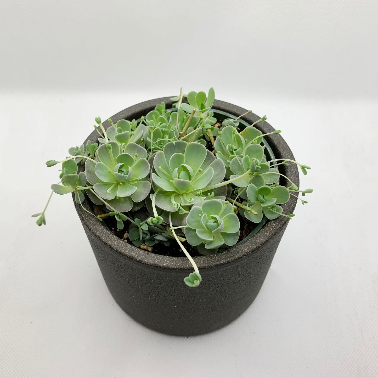 Orostachys iwanrenge | 4"