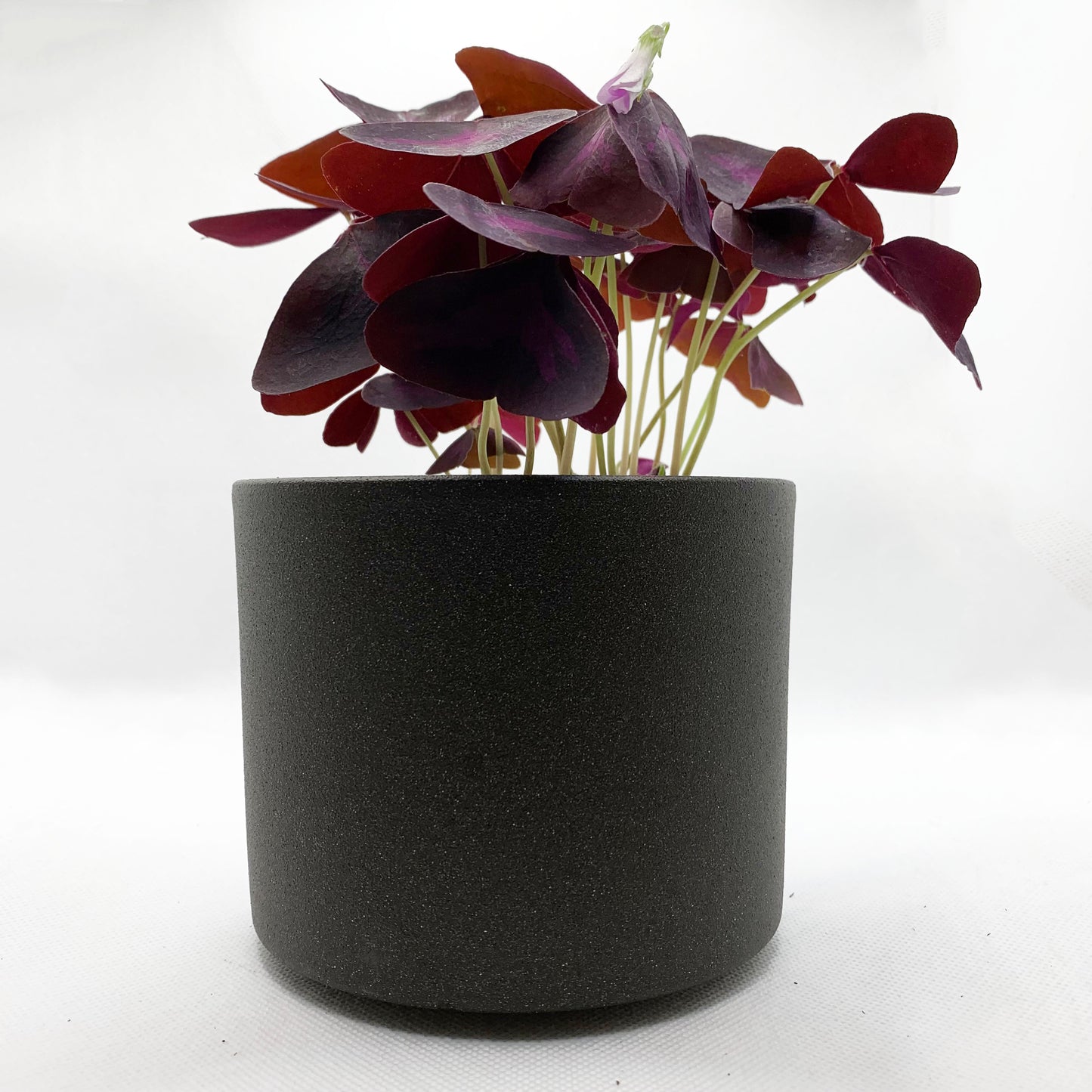 Oxalis Triangularis ‘Purpurea’