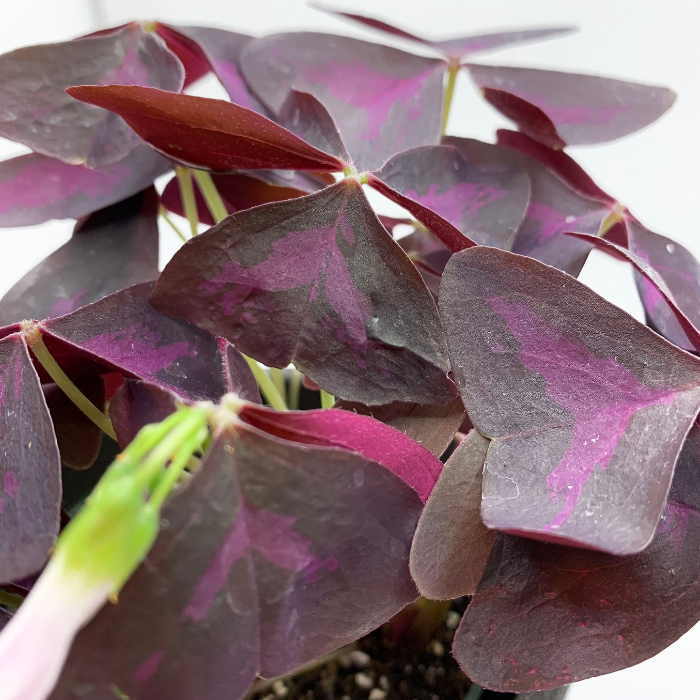 Oxalis Triangularis ‘Purpurea’
