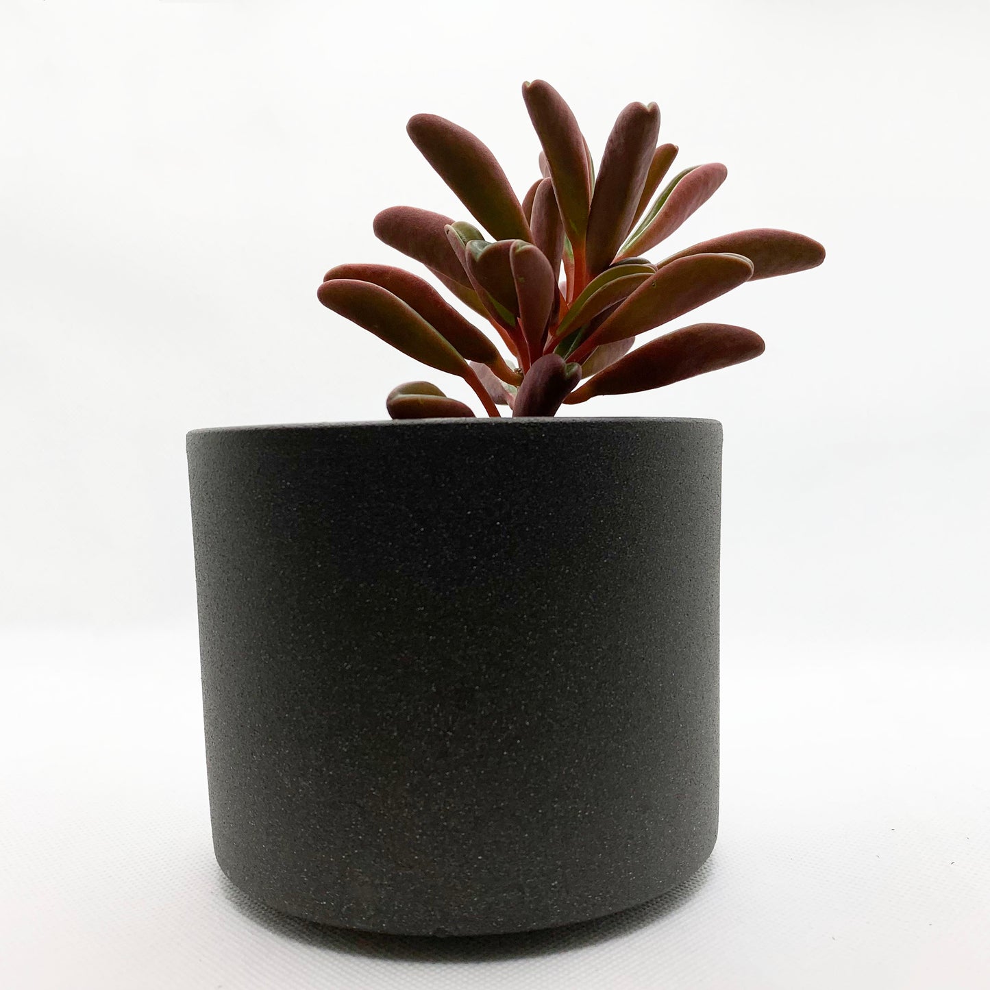 Peperomia graveolens | 4’’
